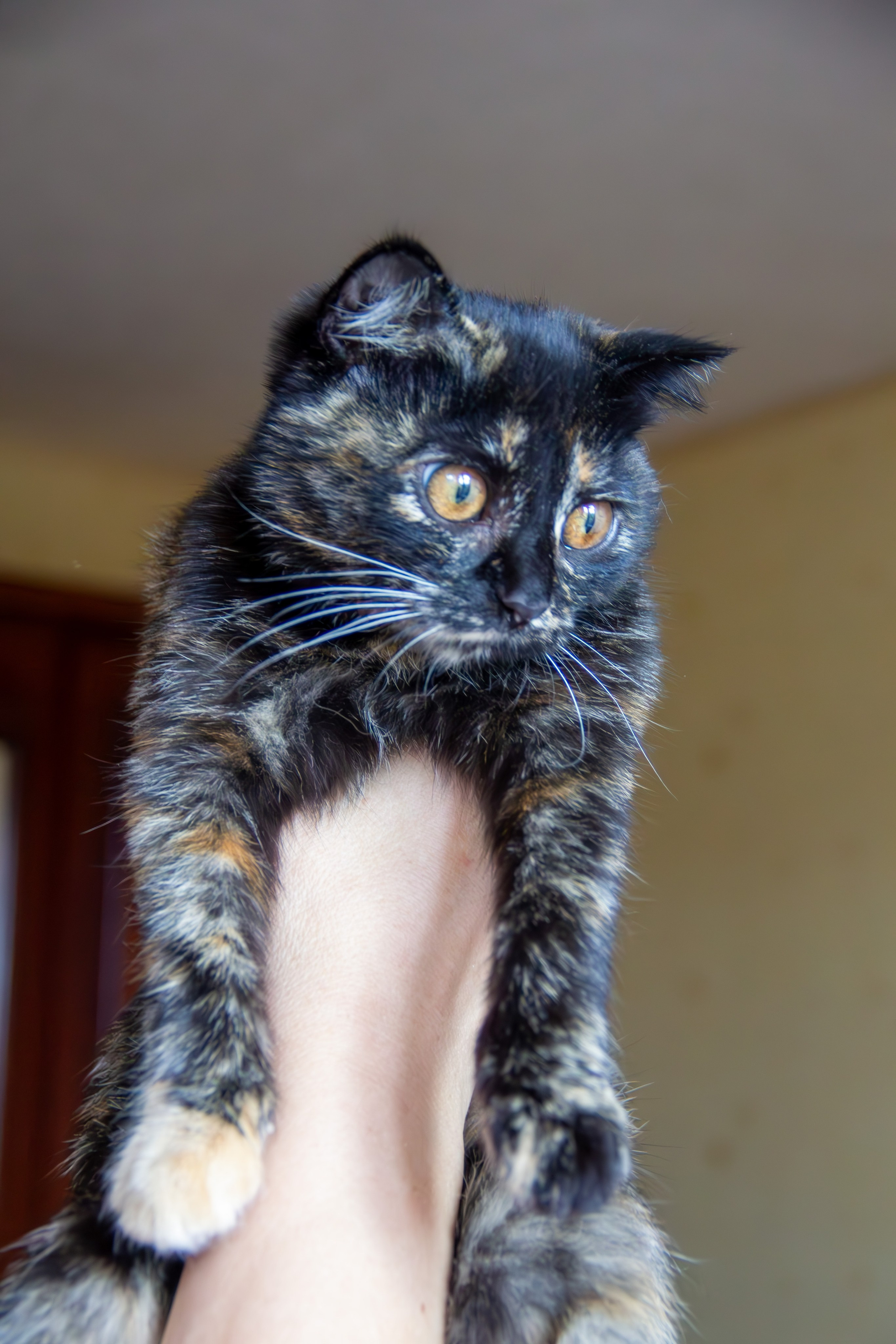 Котёнок Соня. Фотозаметки Лины Юговой | фотограф-анималист