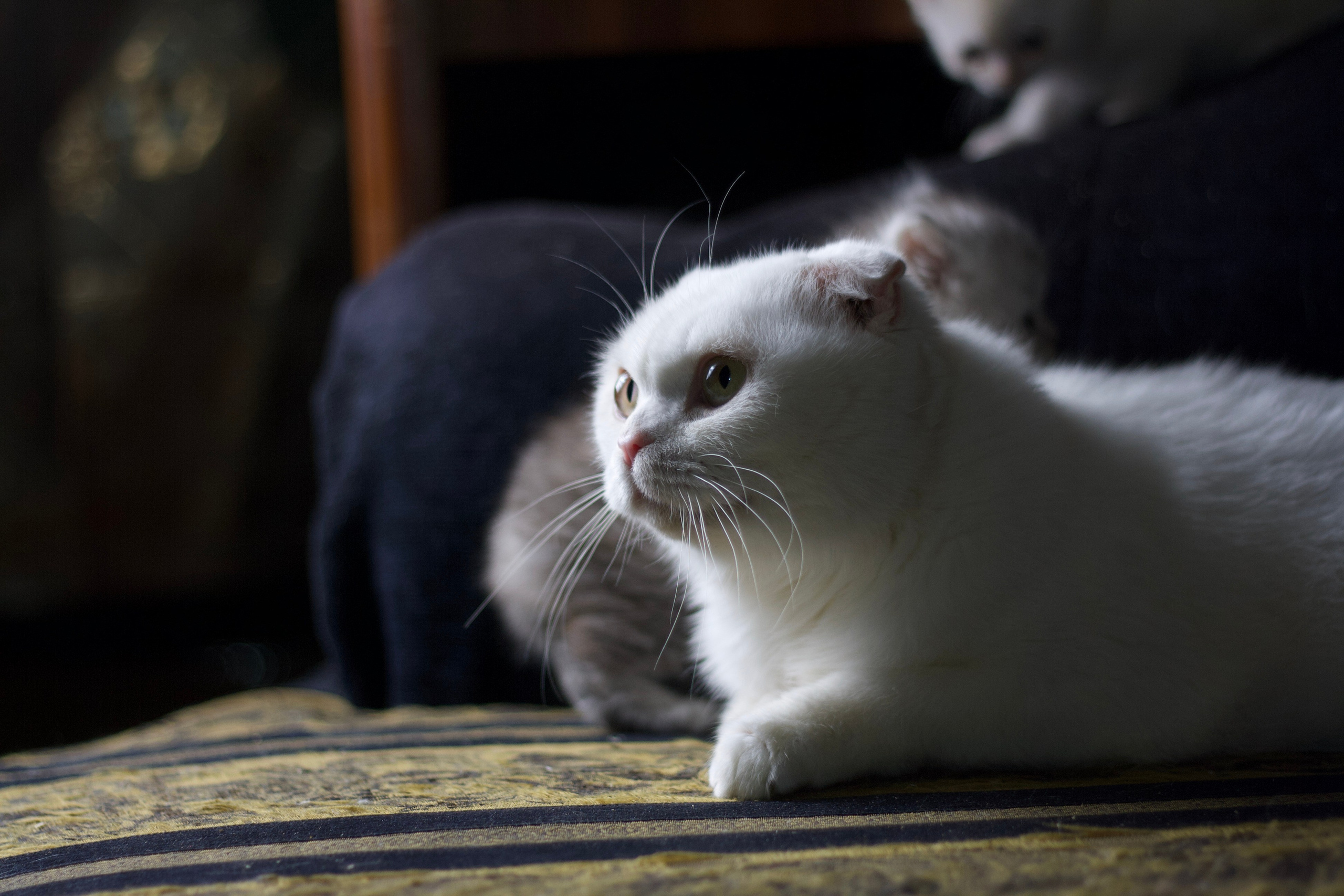 Кошачьи фотосессии. Художественный фотограф в Санкт-Петербурге Елизавета Чева