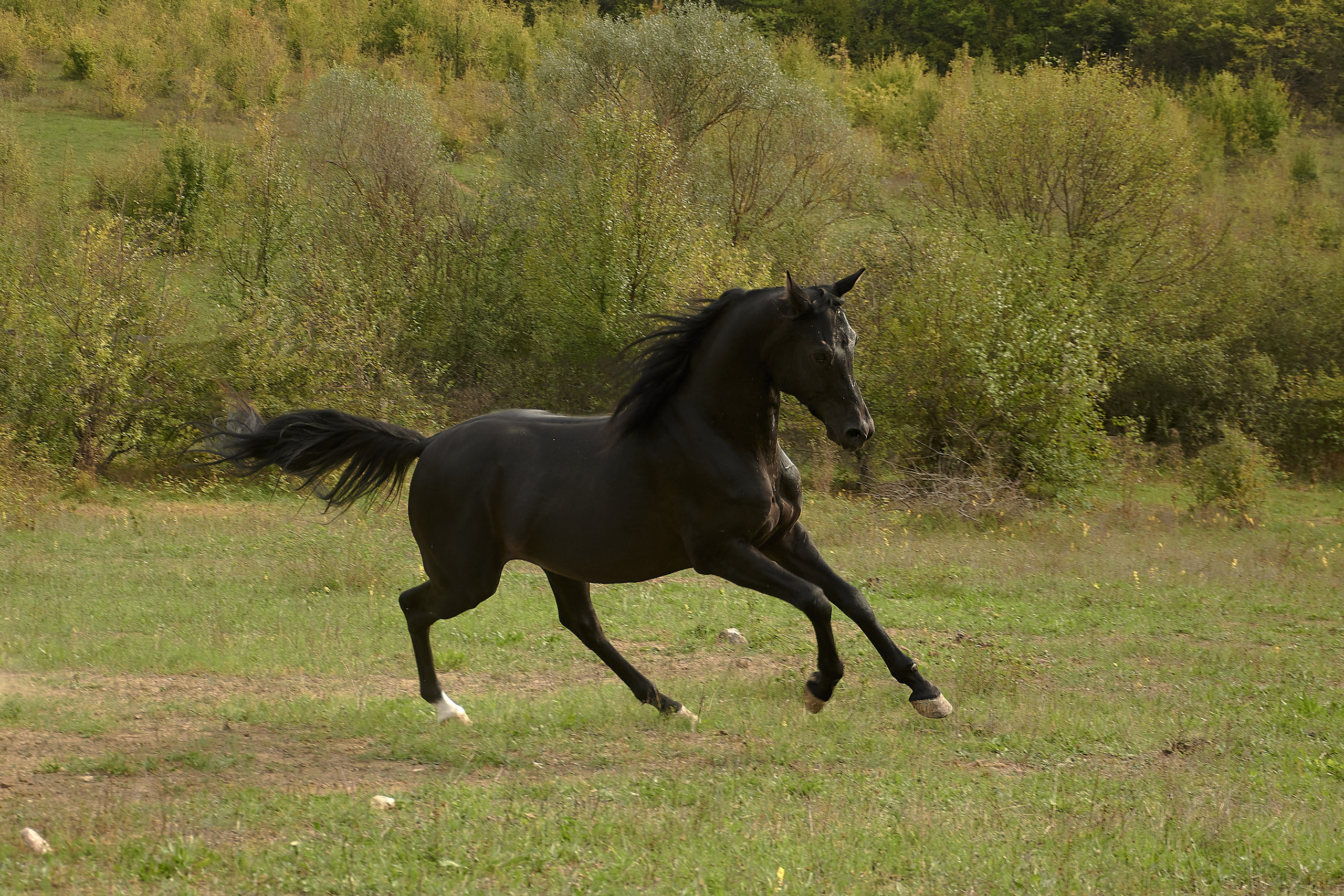 Харакс. Фотограф в Севастополе