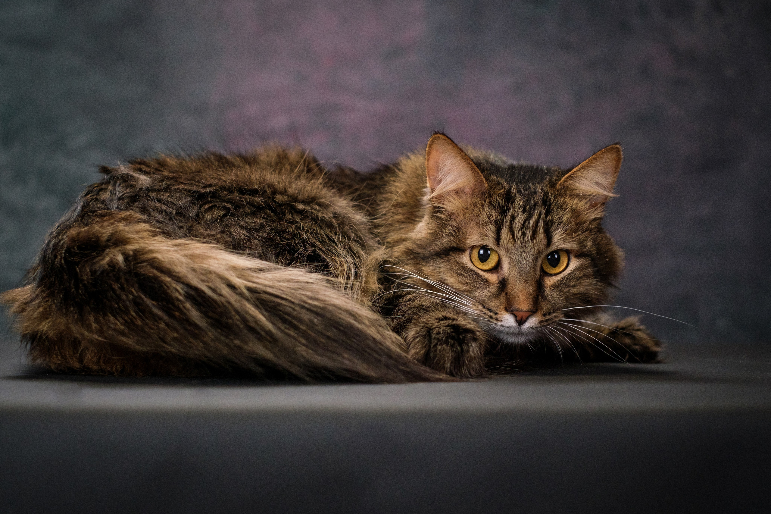 Котики Мурмурии). Зоофотограф, фотограф животных в Москве и области Дина Дамоцева