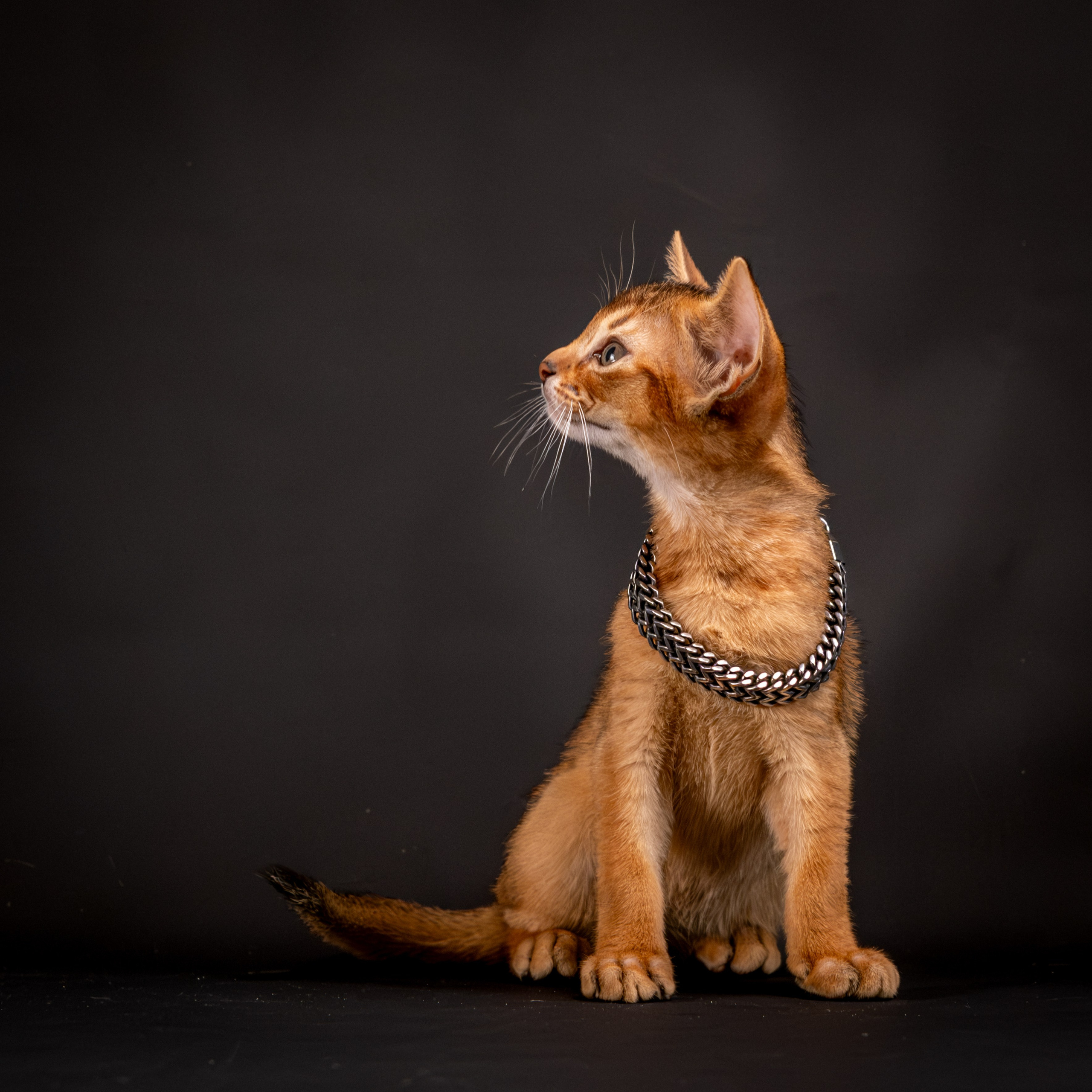 Абиссинцы для Натальи). Зоофотограф, фотограф животных в Москве и области Дина Дамоцева