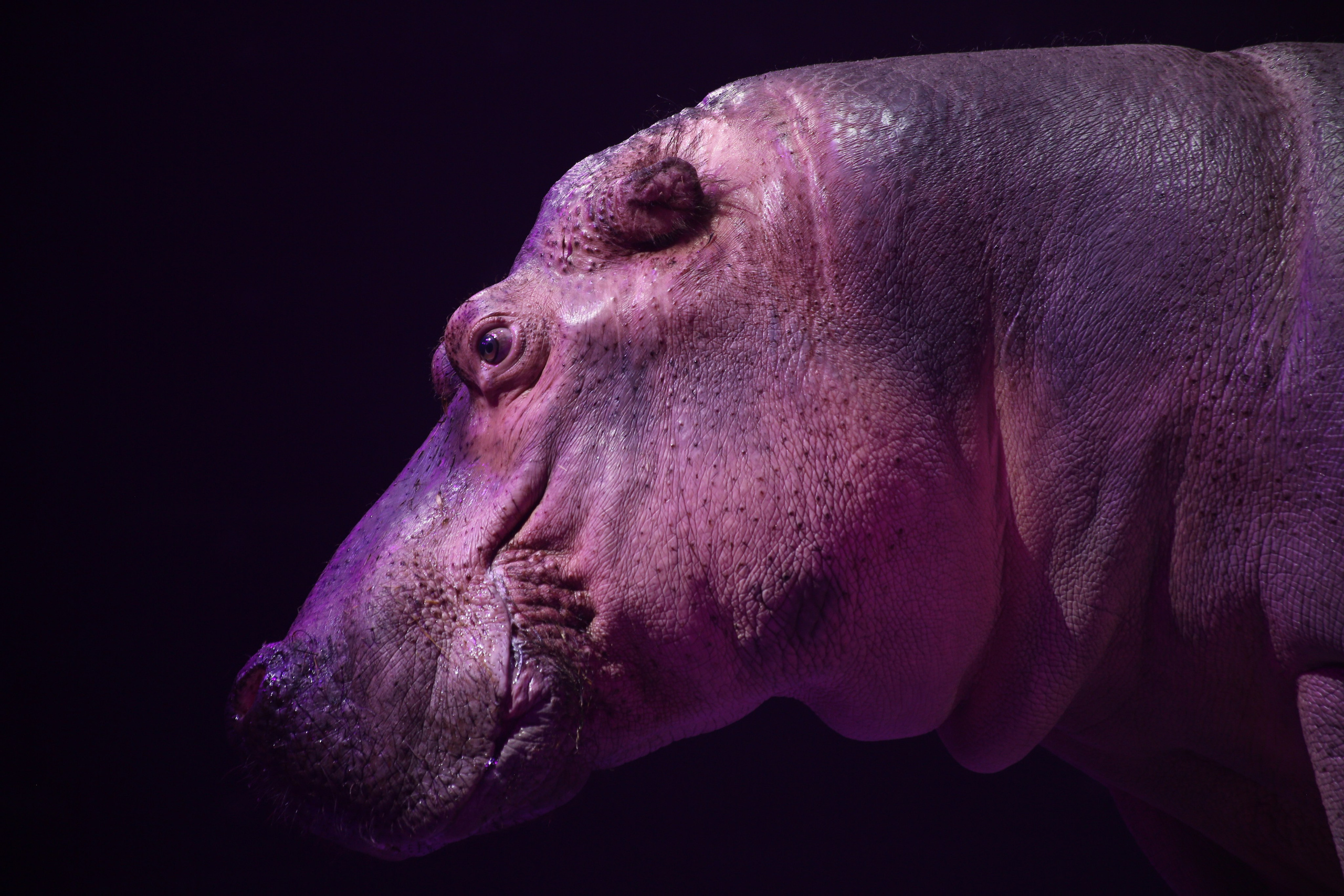 РЕПОРТАЖКА. Фотограф в Хабаровске готовые фото в течение 24 ч