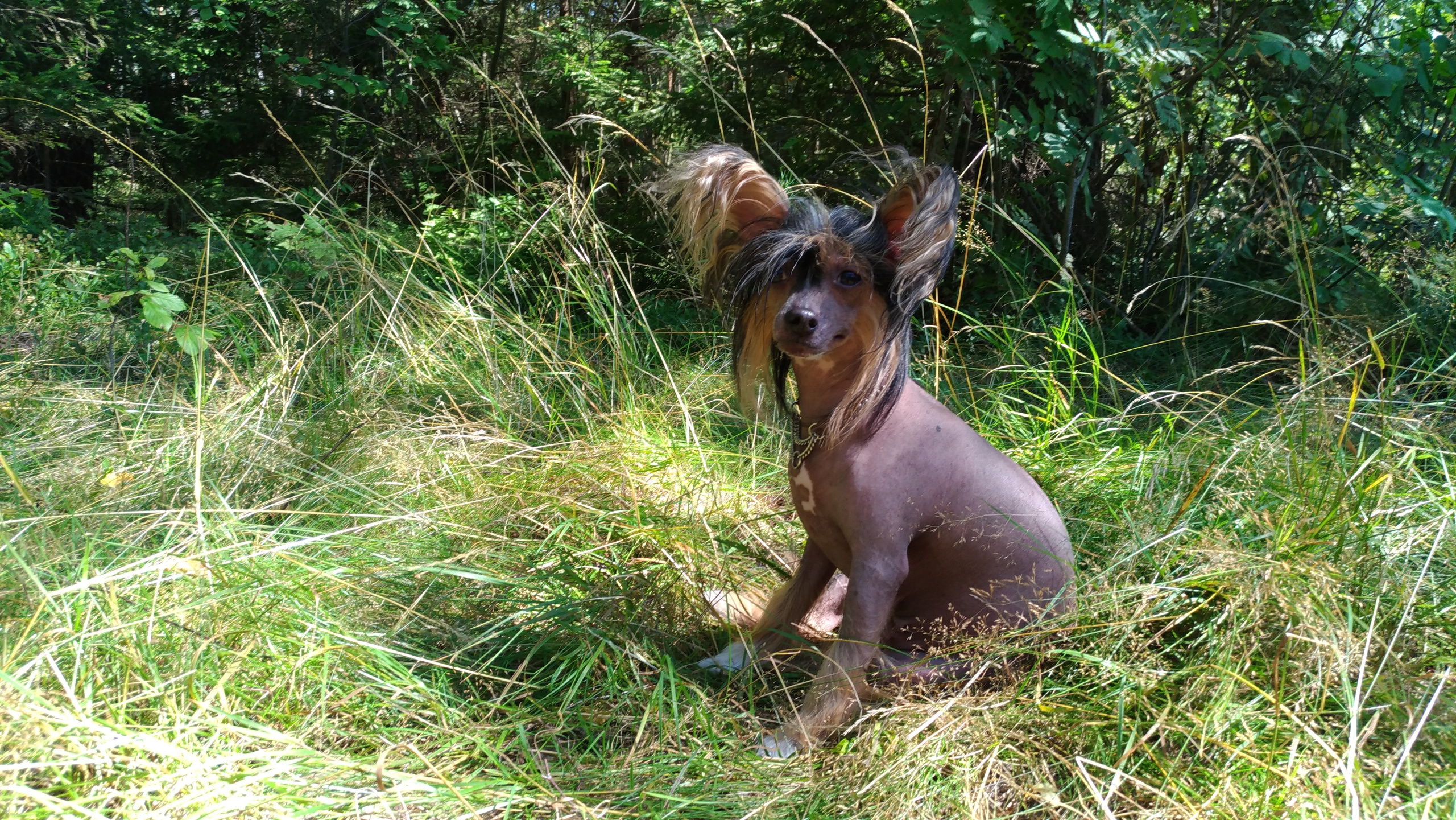 Hike to Konakovo. Poale Ell Chinese Crested Dog Kennel: Buy a puppy from the kennel