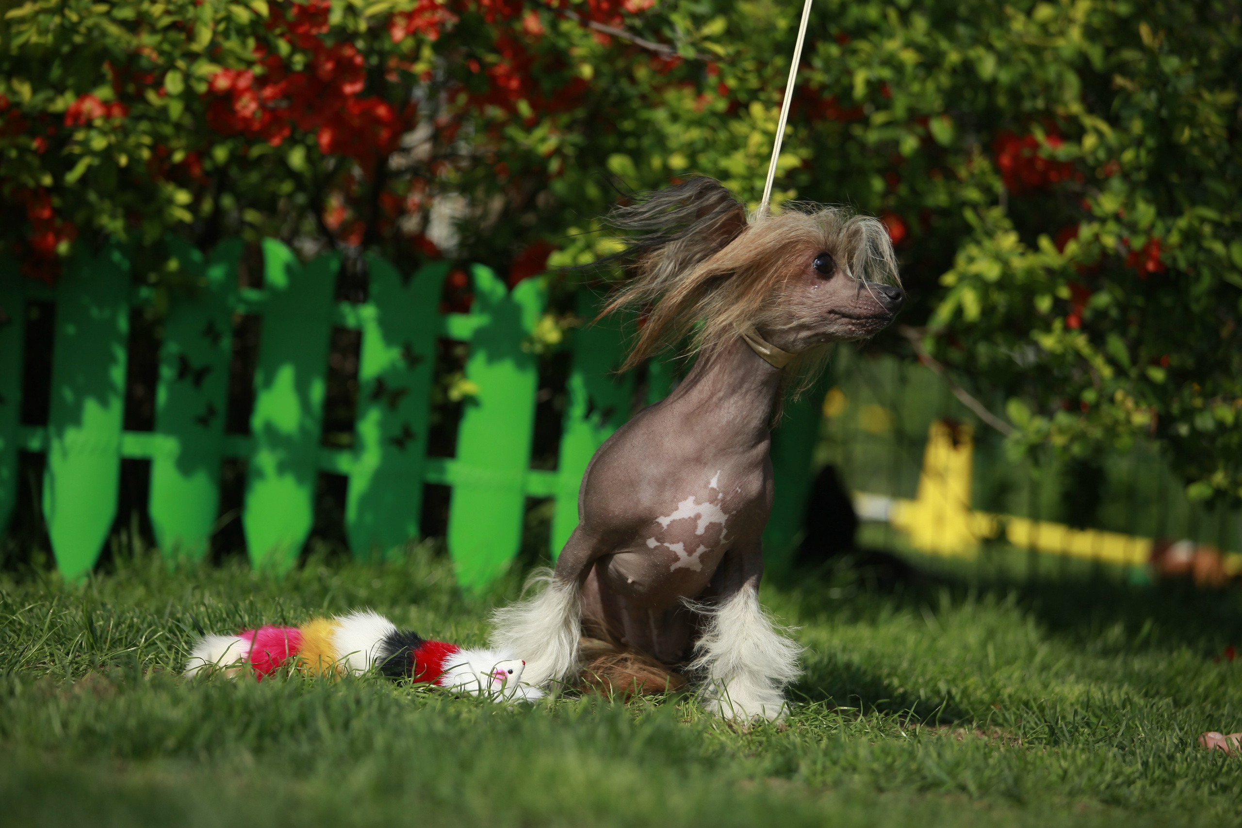 Фотосессия в Show Galaktika. Питомник китайских хохлатых собак Poale Ell: купить щенка в питомнике