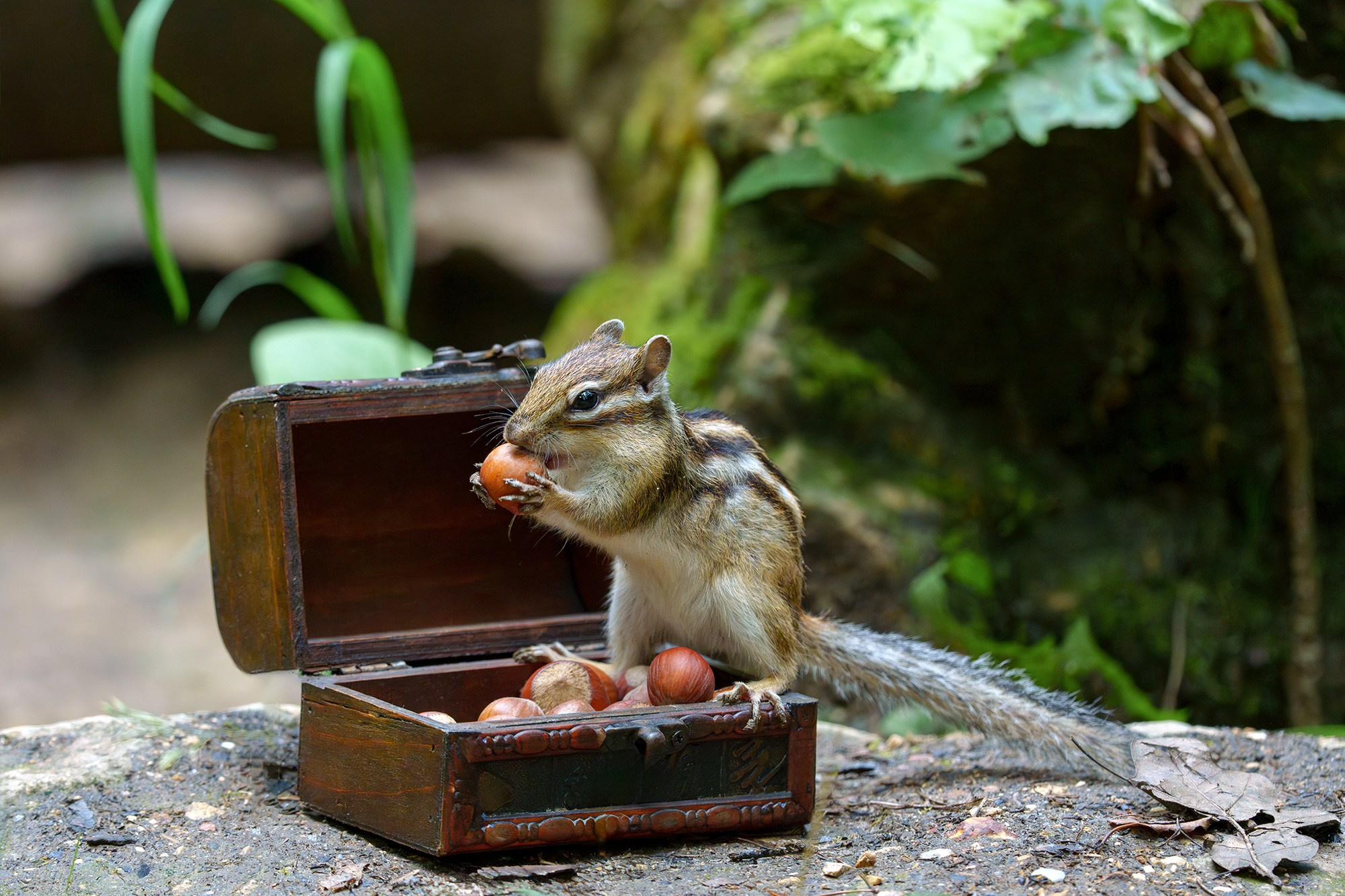 Животные. Ваш личный фотограф Марина Волкова