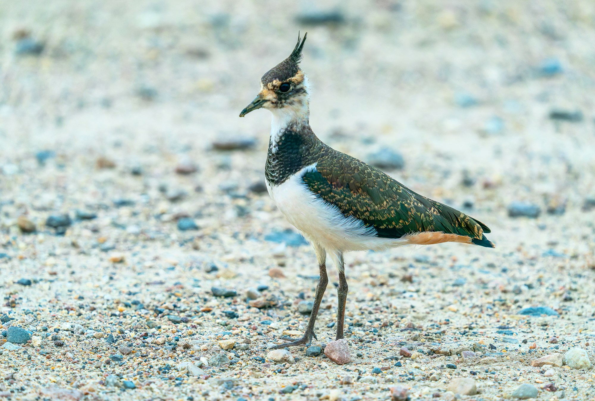 Удивительные мир птиц. Вокруг нас столько прекрасного — присмотритесь!. Ваш личный фотограф Марина Волкова