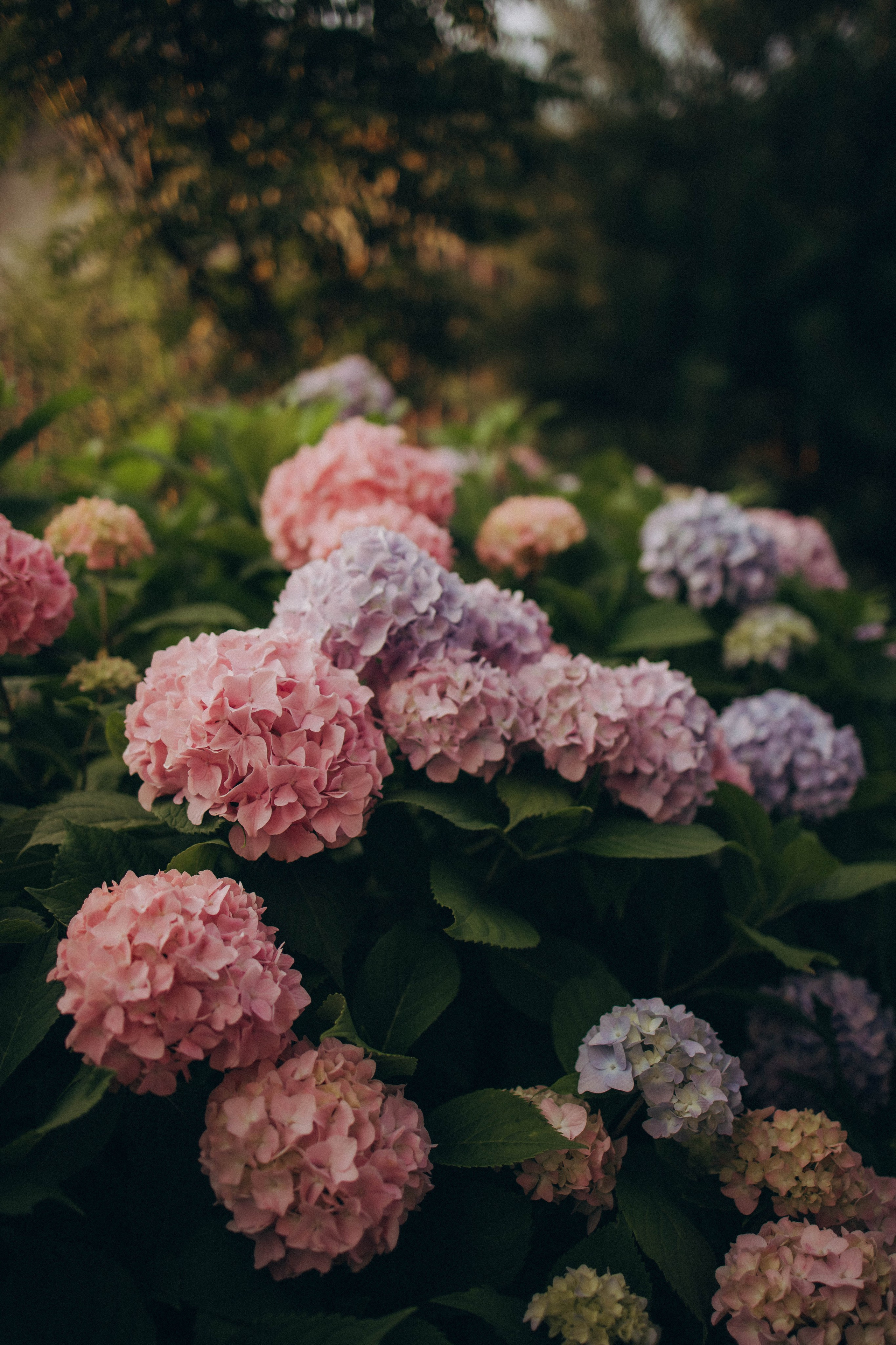 Одним летним днем. Фотограф lifestylе в Москве Пшеничная Анастасия