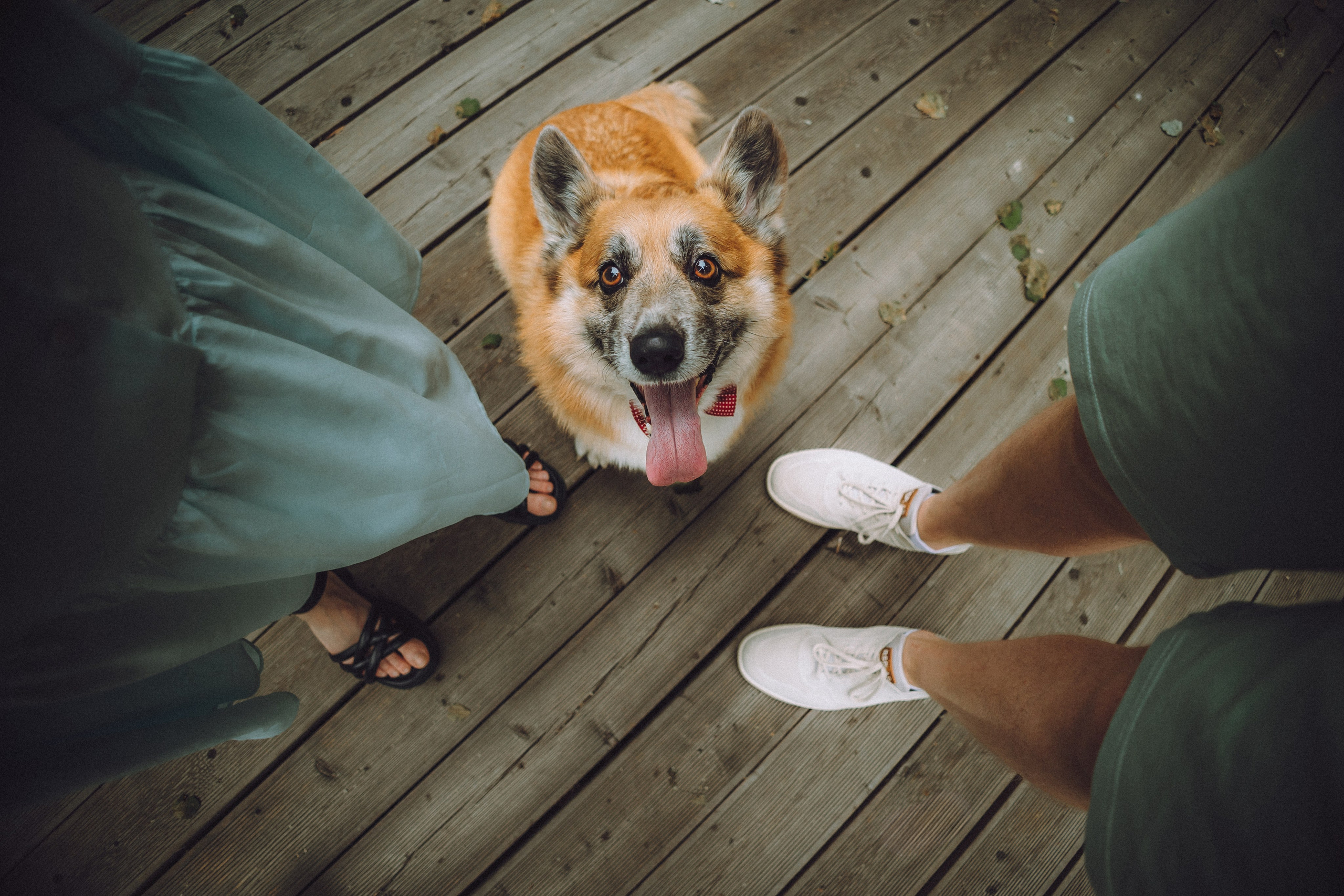 Ира, Леша и Харли