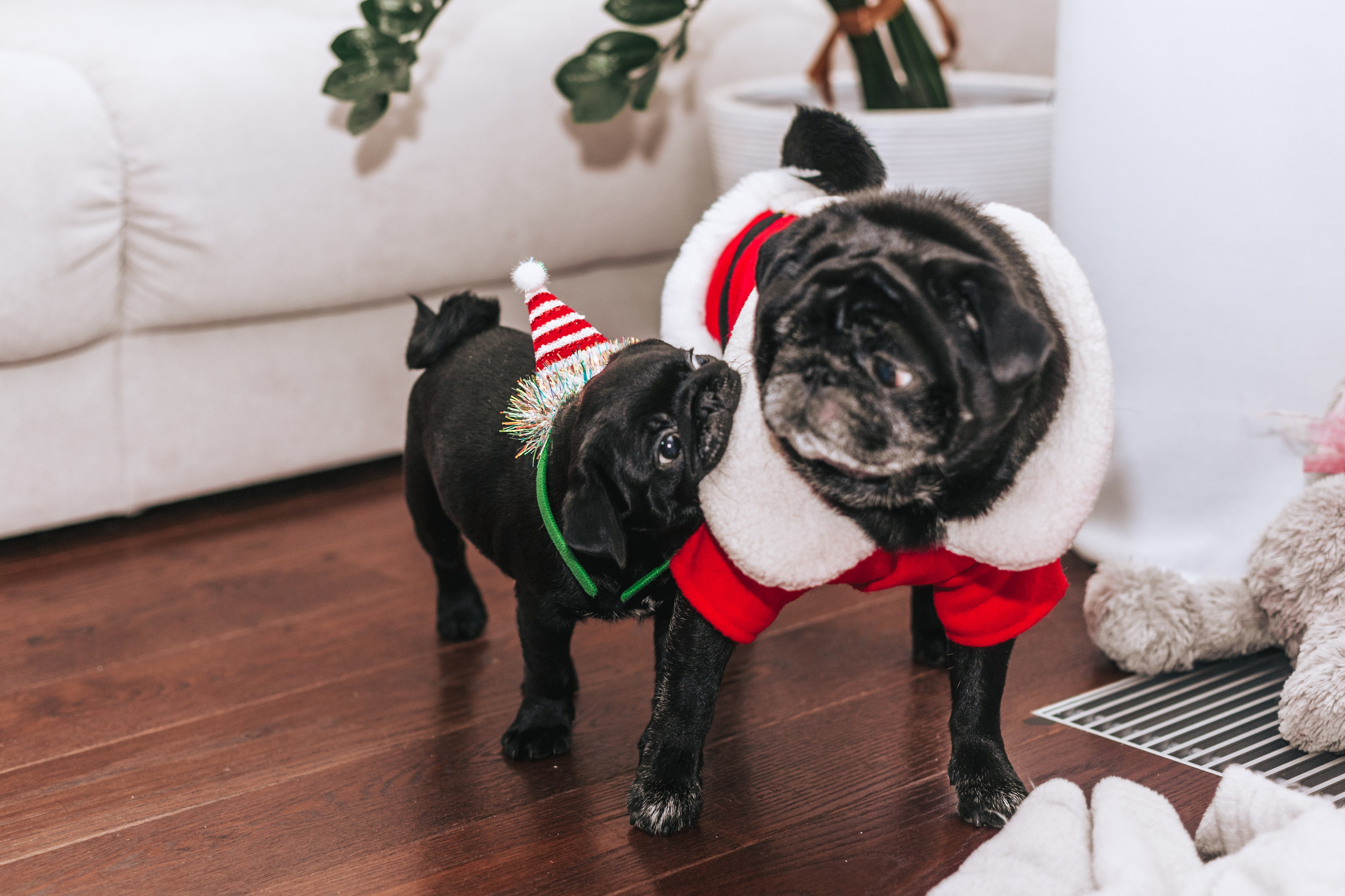 Домашняя фотосессия Оли и двух ее мопсов. Фотограф-анималист Татьяна Степанова