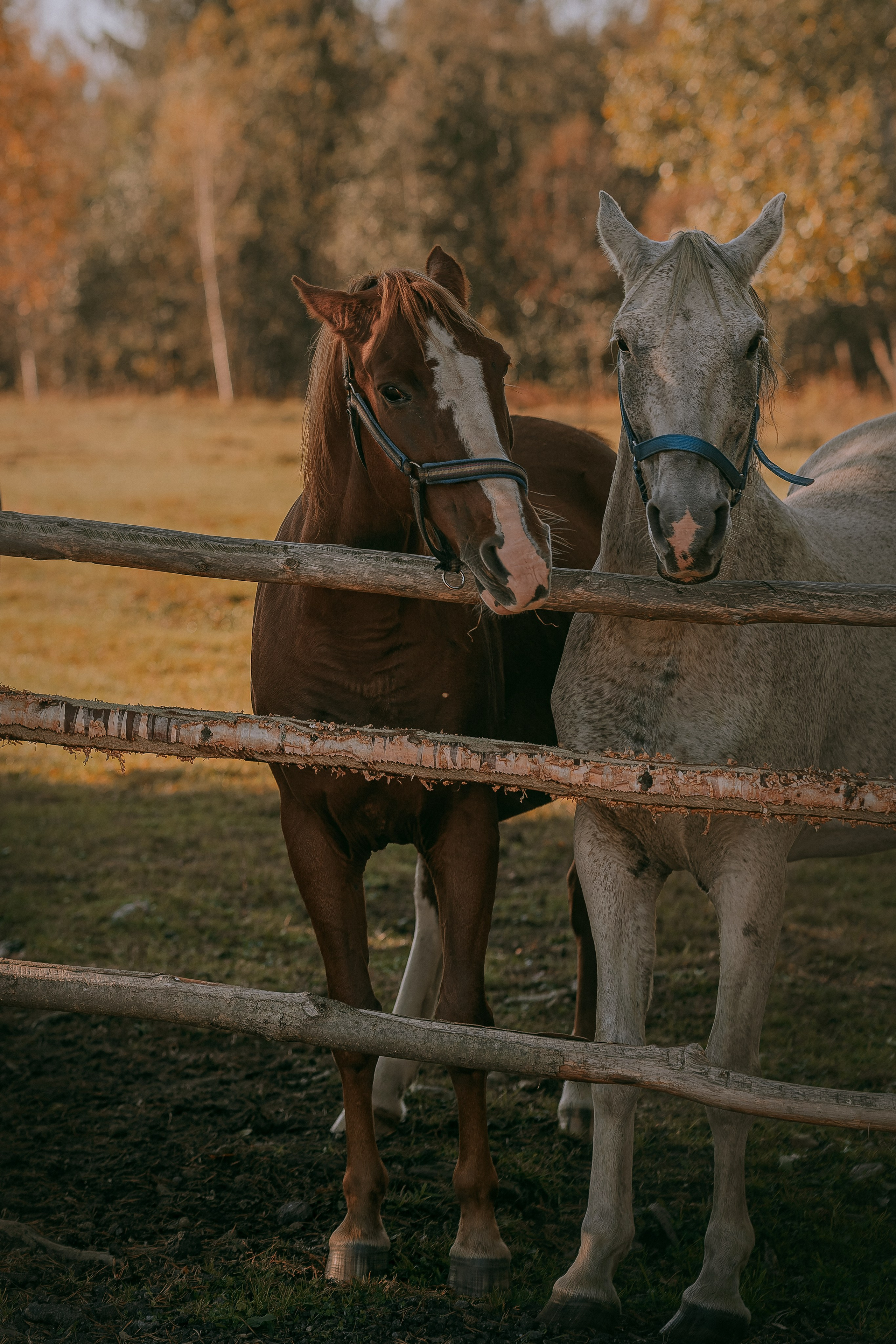 Born to be Wild. Юля Дэй • Фотограф, Санкт-Петербург