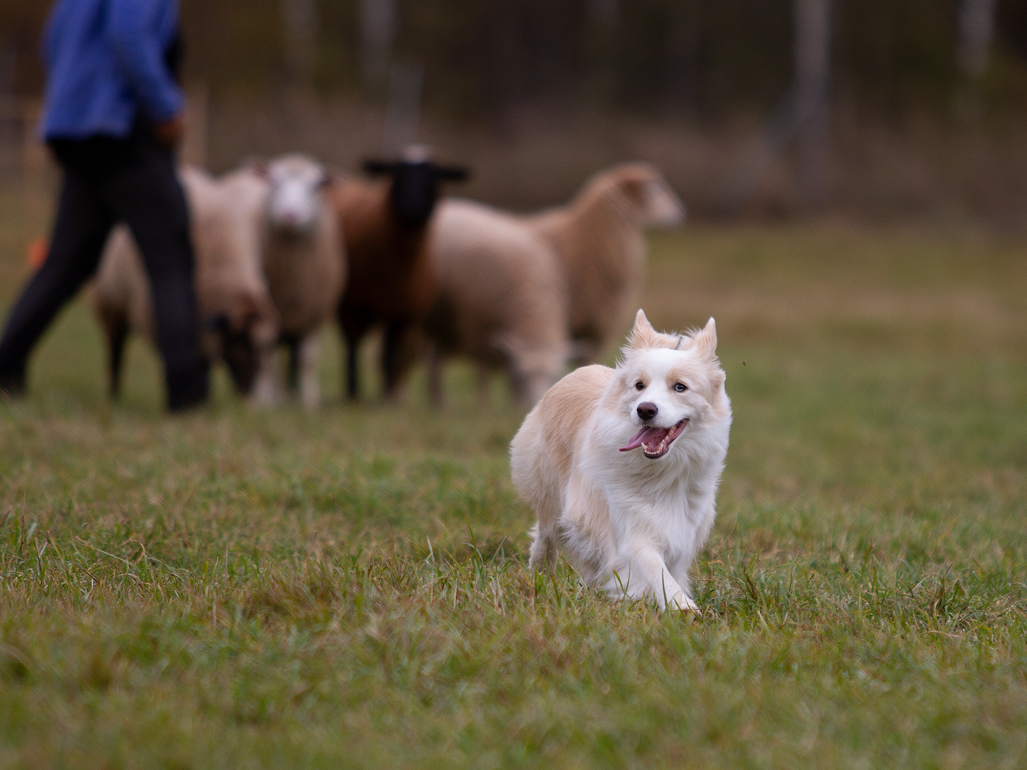 Собаки. Фотограф-анималист в Москве и МО Самойлова Марина