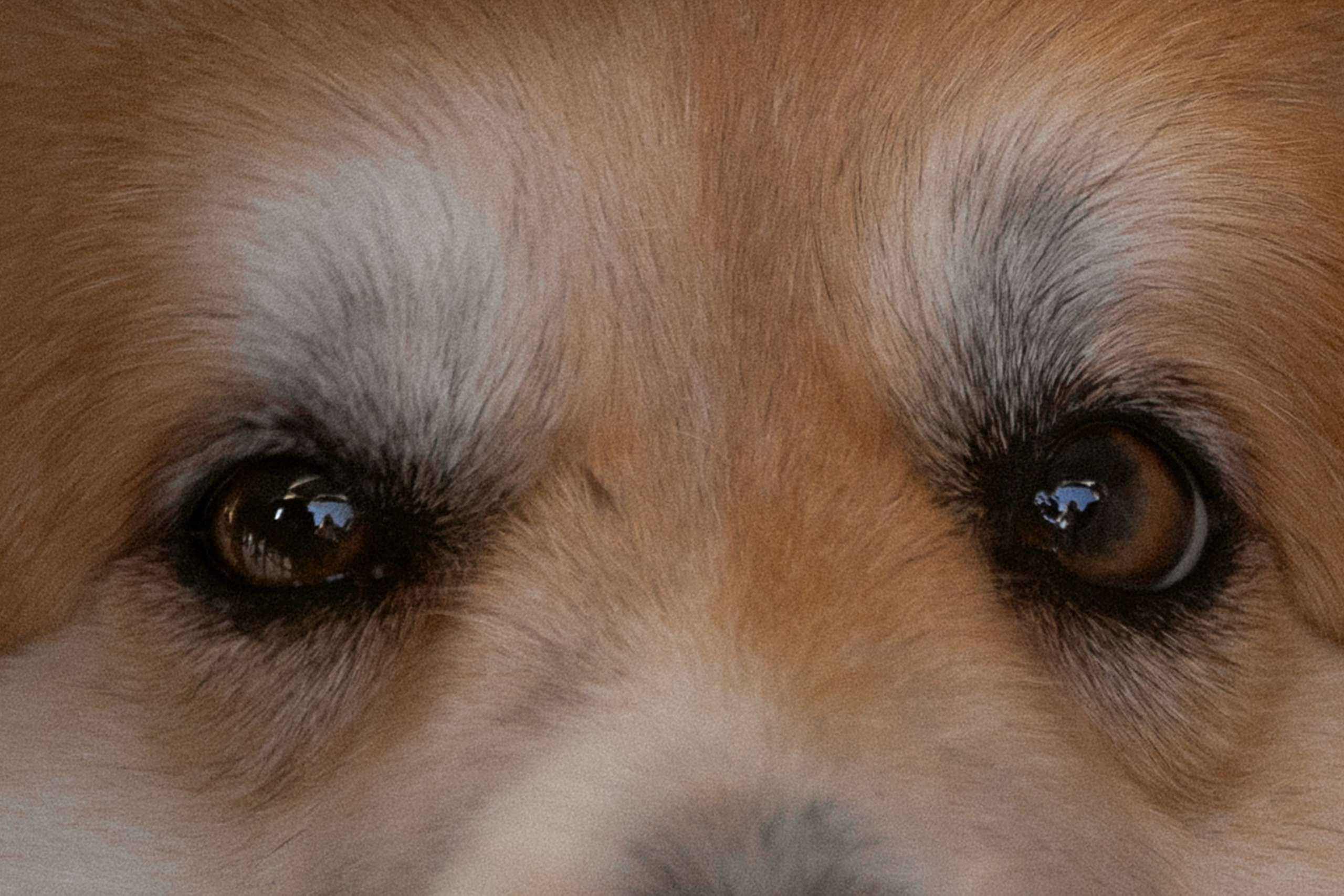 Amore nella villa | свадьба на загородной вилле. Свадебный и семейный фотограф в Анапе/Новороссийске Виктория Чайка