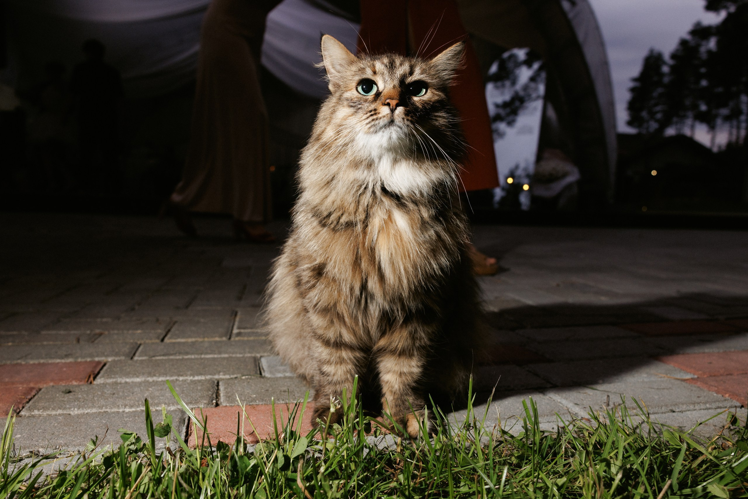 Свадьба под шёпот деревьев. Свадебный и семейный фотограф в Твери, Москве, Санкт-Петербурге