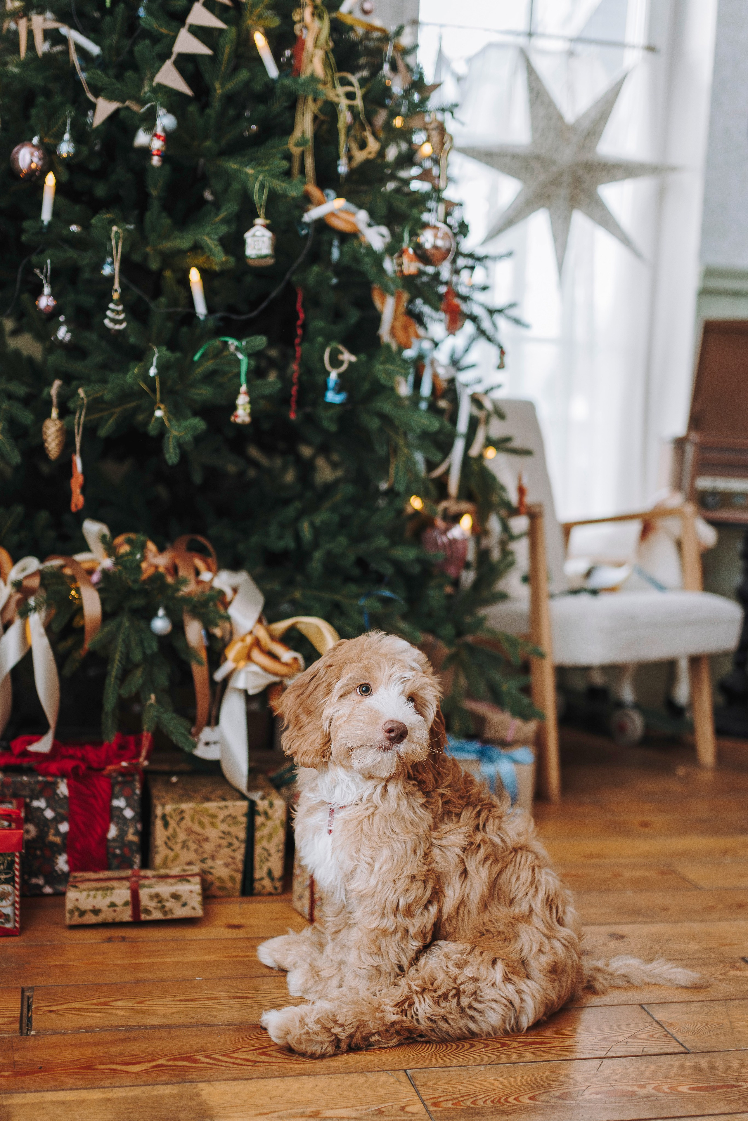 Мёрфи, Таня и Антон. Фотограф анималист в Спб недорого Олеся Майорова