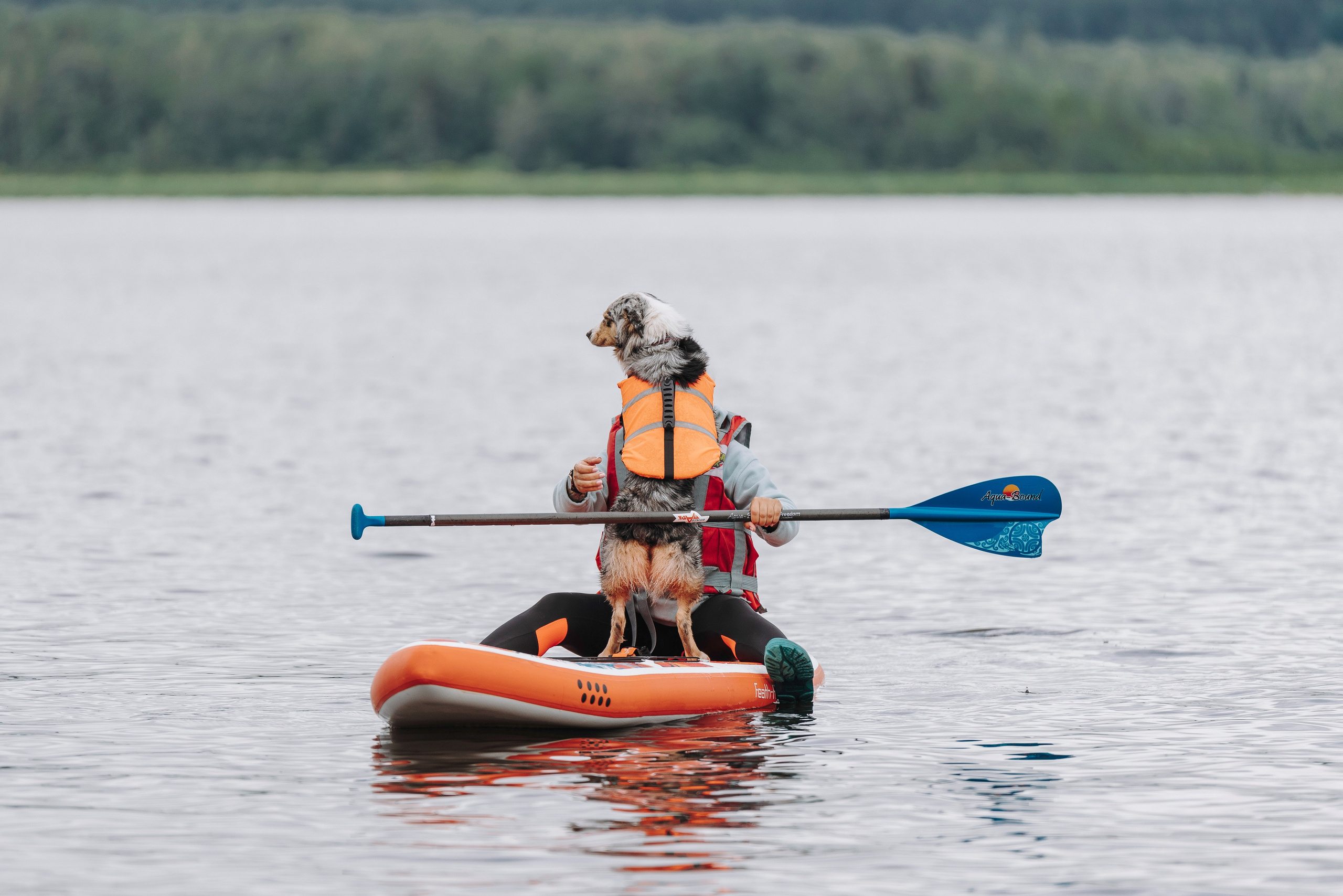 Катание на сапах с собаками. Фотограф анималист в Спб недорого Олеся Майорова