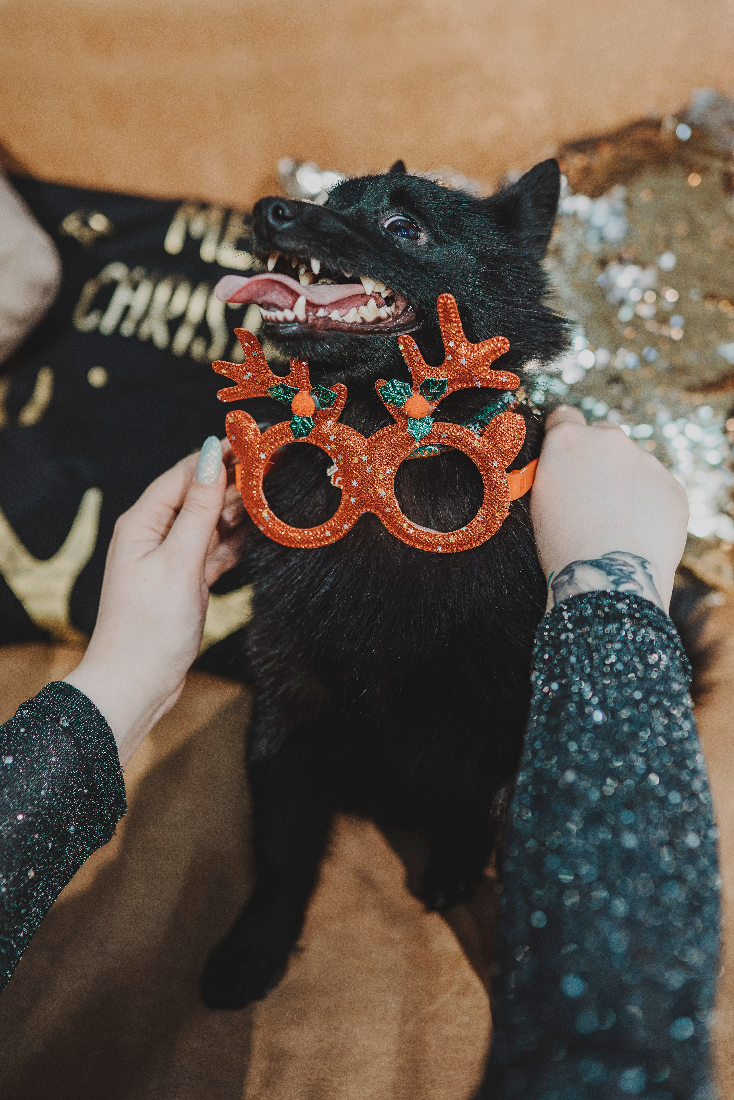 Аня, Андуин и Тесс. Фотограф анималист в Спб недорого Олеся Майорова