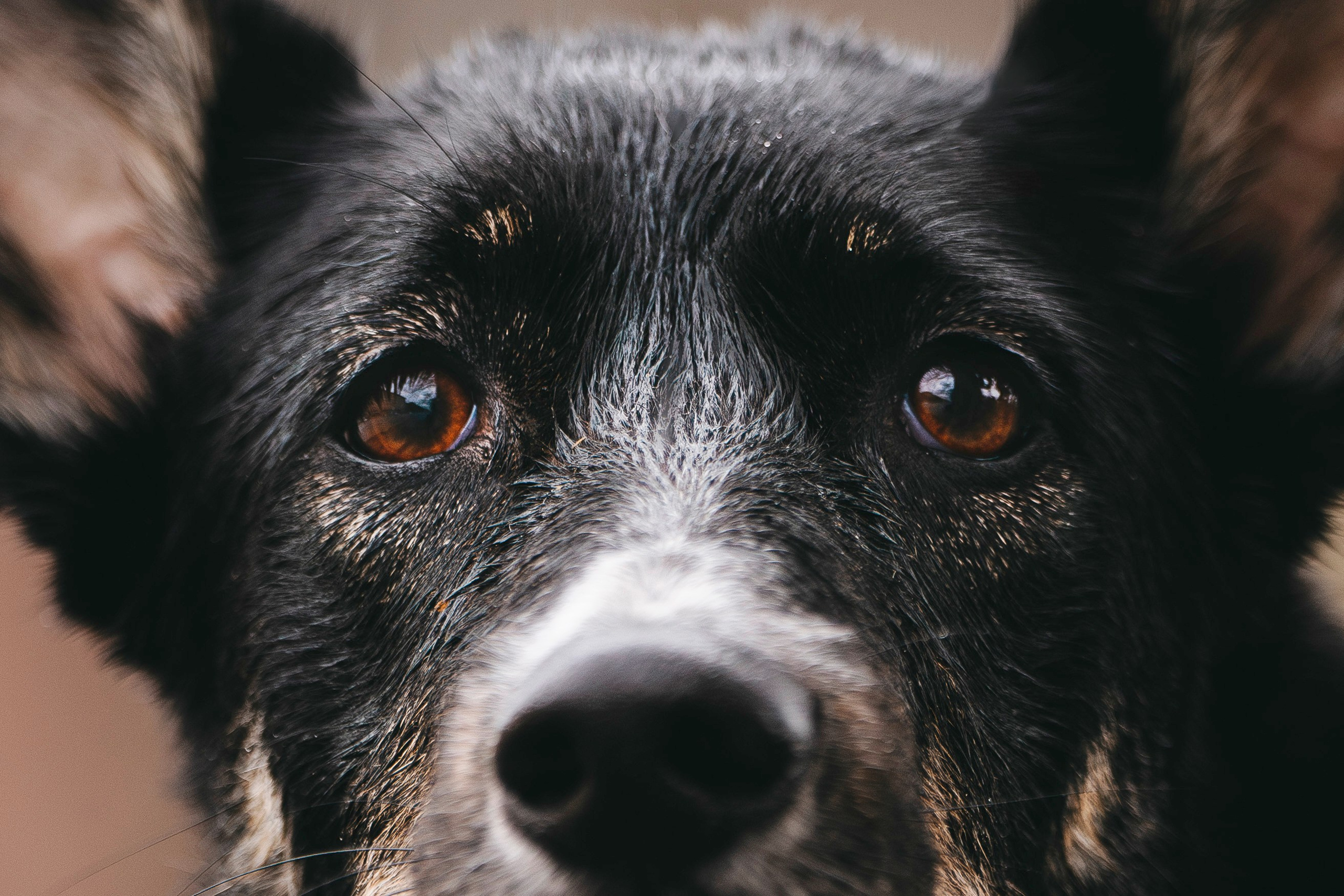 Эля и Шиза. Фотограф анималист в Спб недорого Олеся Майорова