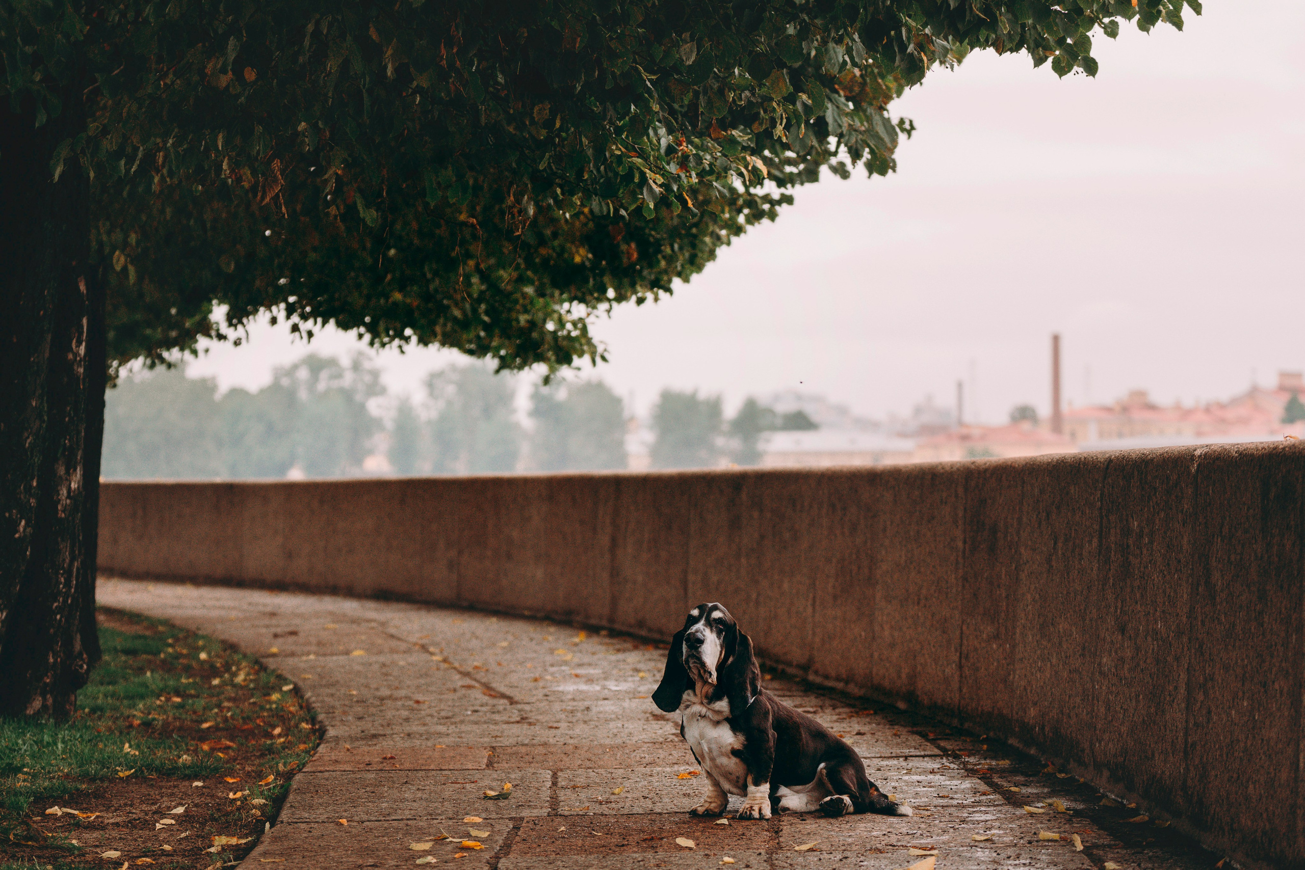 Елизавета и Епифан. Фотограф анималист в Спб недорого Олеся Майорова