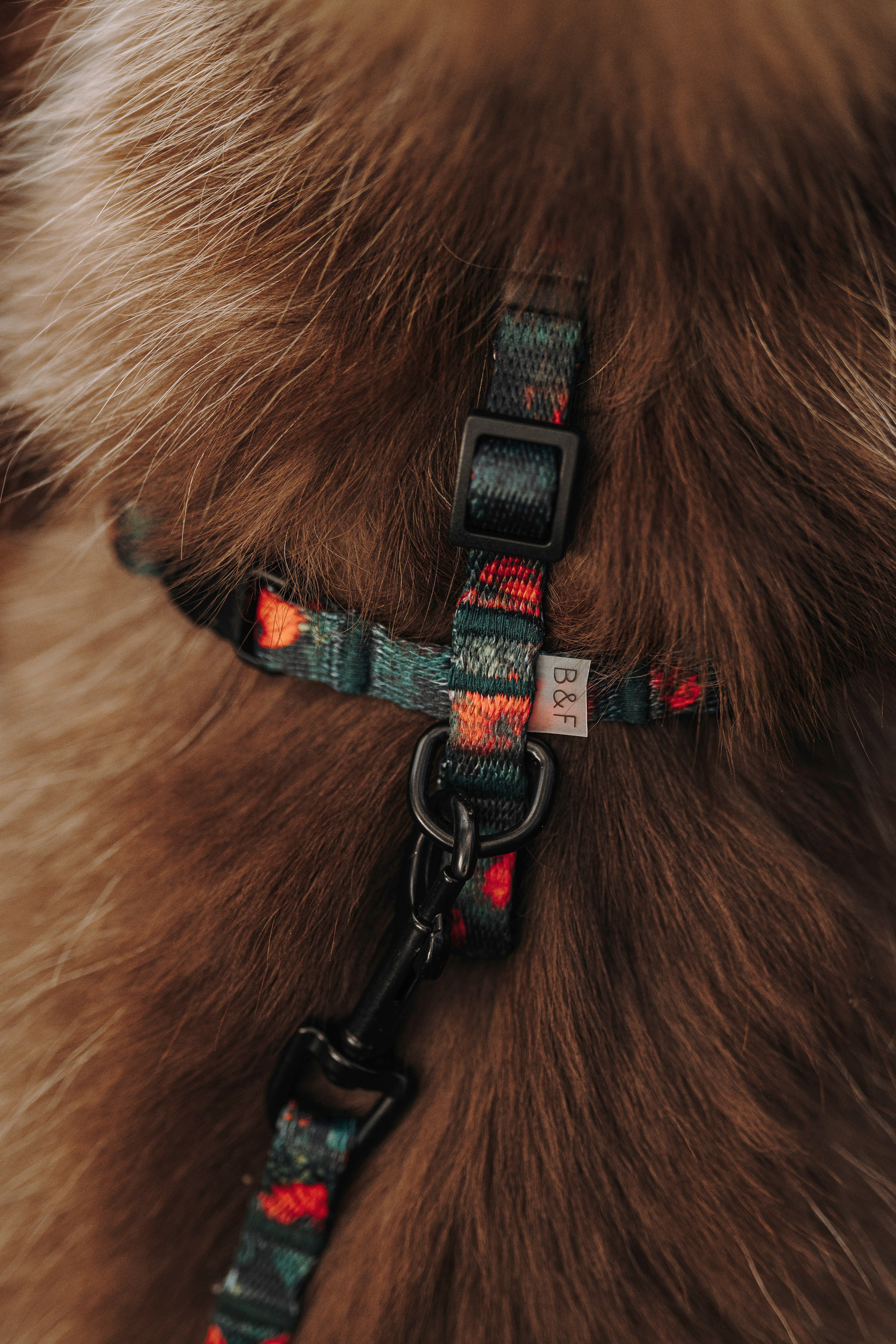 Катерина и Дрэка. Фотограф анималист в Спб недорого Олеся Майорова