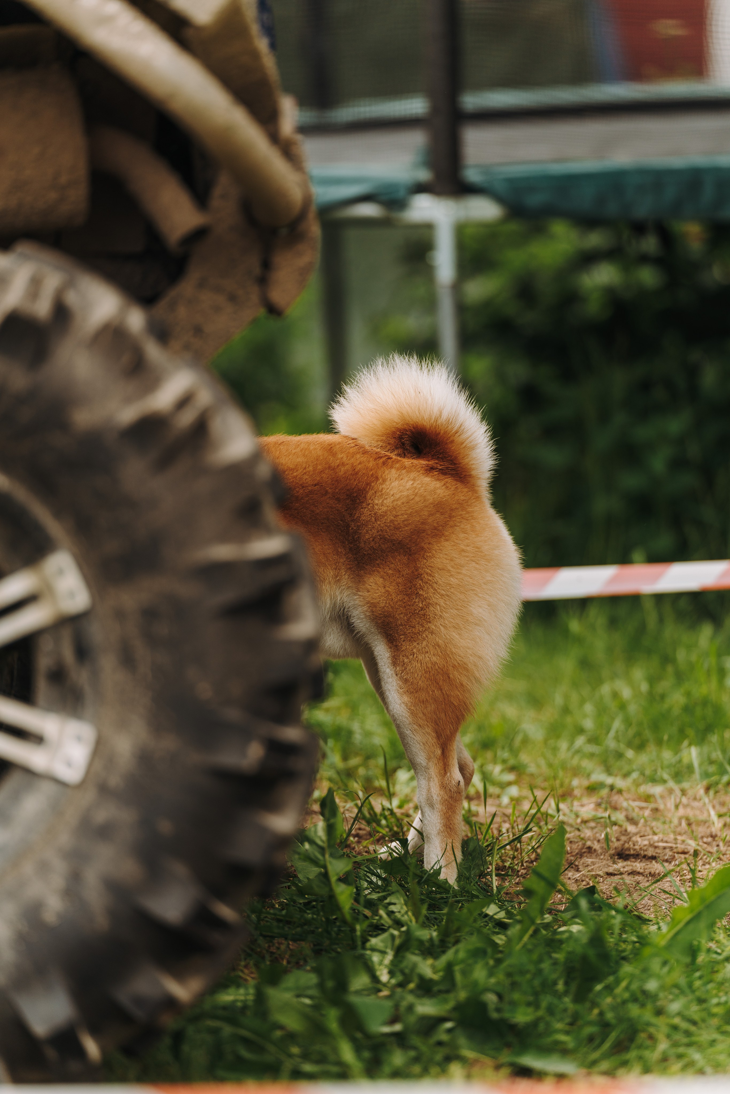 Соревнования по ноузворку. Фотограф анималист в Спб недорого Олеся Майорова