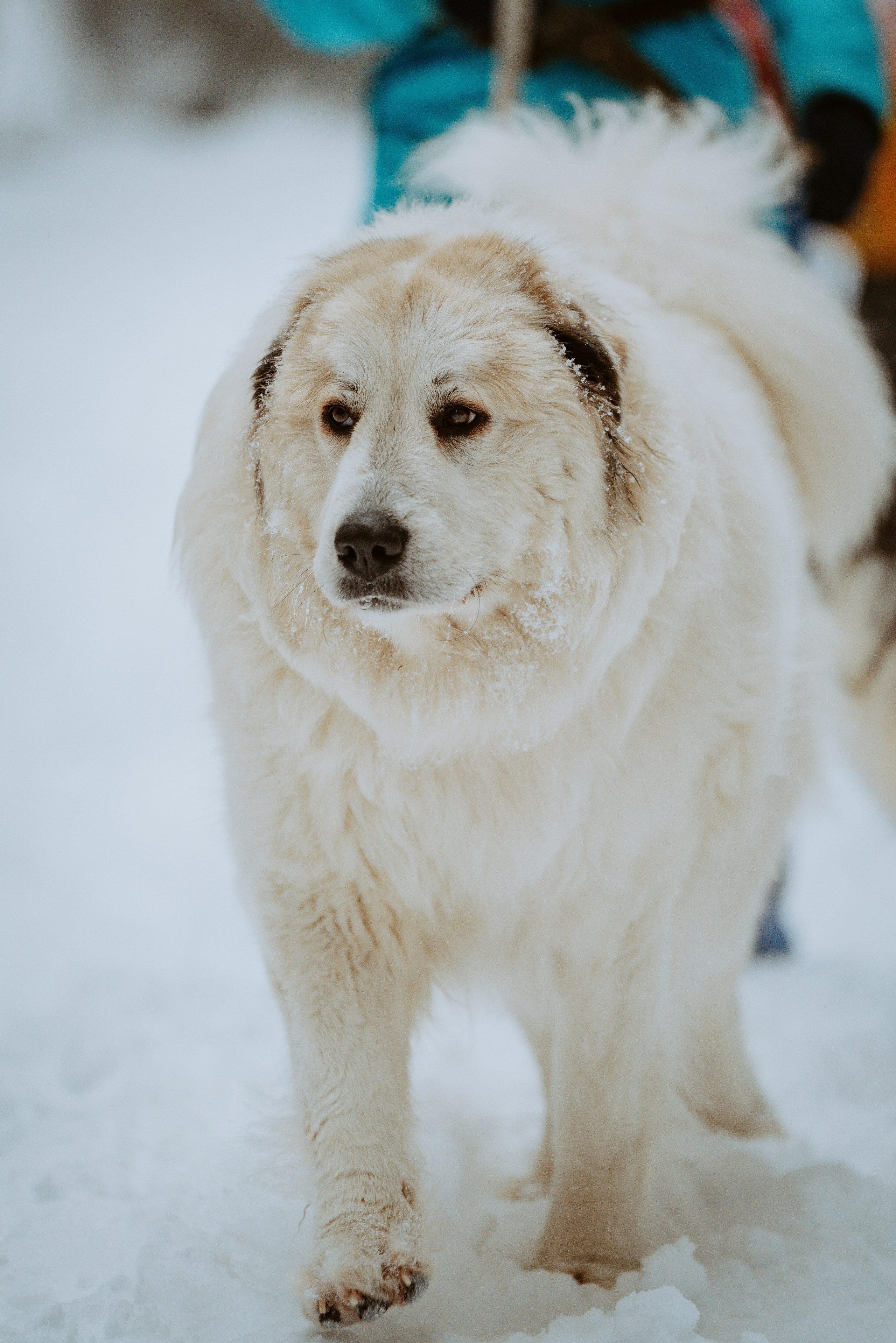 Дог трекинг. Фотограф анималист в Спб недорого Олеся Майорова