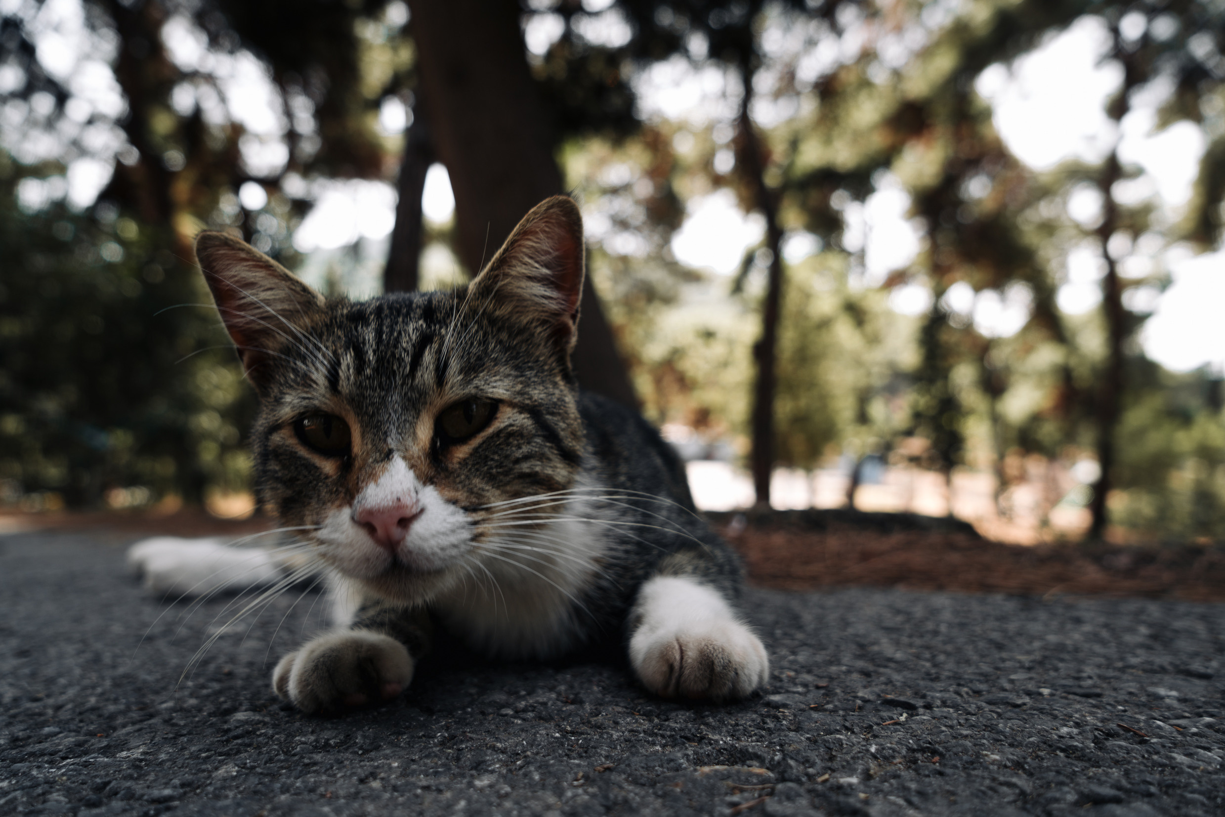 Ближний Восток: Ереван, Гюмри, Батуми, Тбилиси, Стамбул. Фотограф в Хабаровске. Фотография за 24 часа