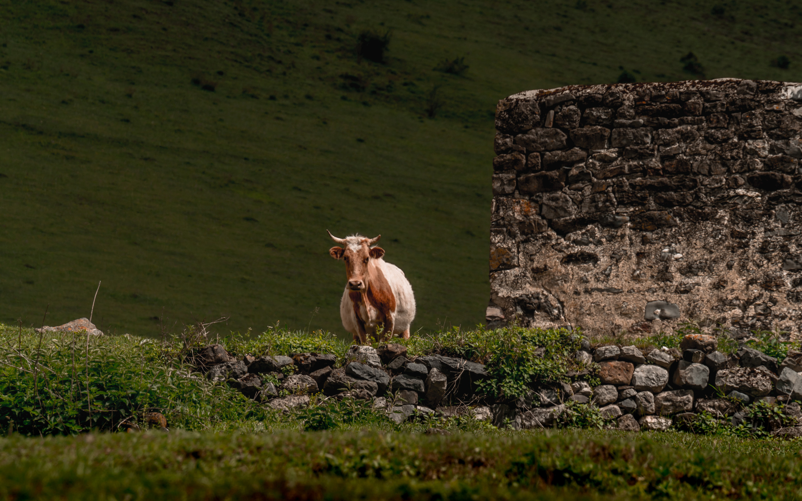 Кавказ: Ростов-на-Дону, Пятигорск, Владикавказ, Махачкала. Фотограф в Хабаровске. Фотография за 24 часа