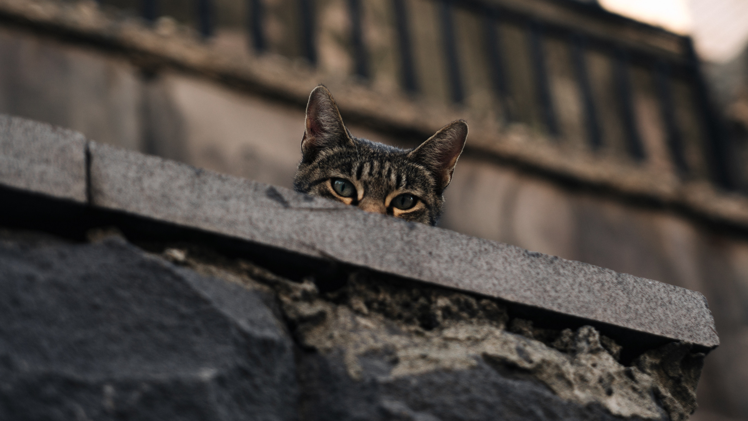 Ближний Восток: Ереван, Гюмри, Батуми, Тбилиси, Стамбул. Фотограф в Хабаровске. Фотография за 24 часа