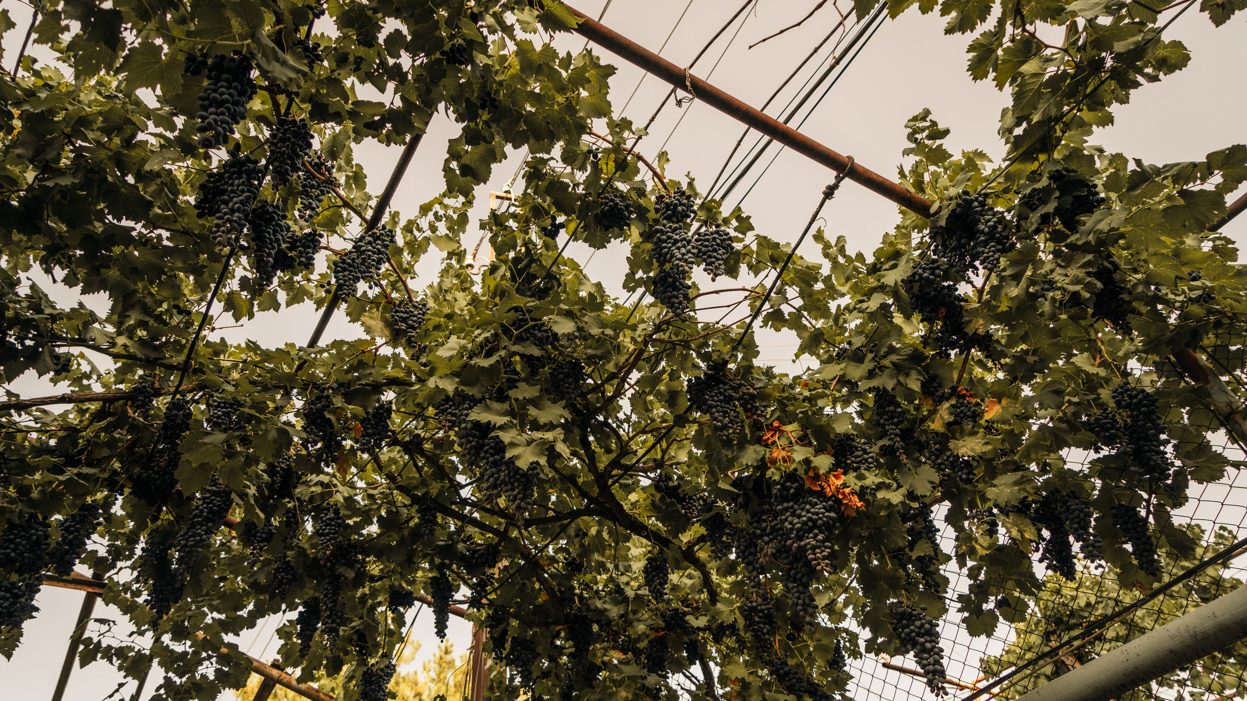 Ближний Восток: Ереван, Гюмри, Батуми, Тбилиси, Стамбул. Фотограф в Хабаровске. Фотография за 24 часа