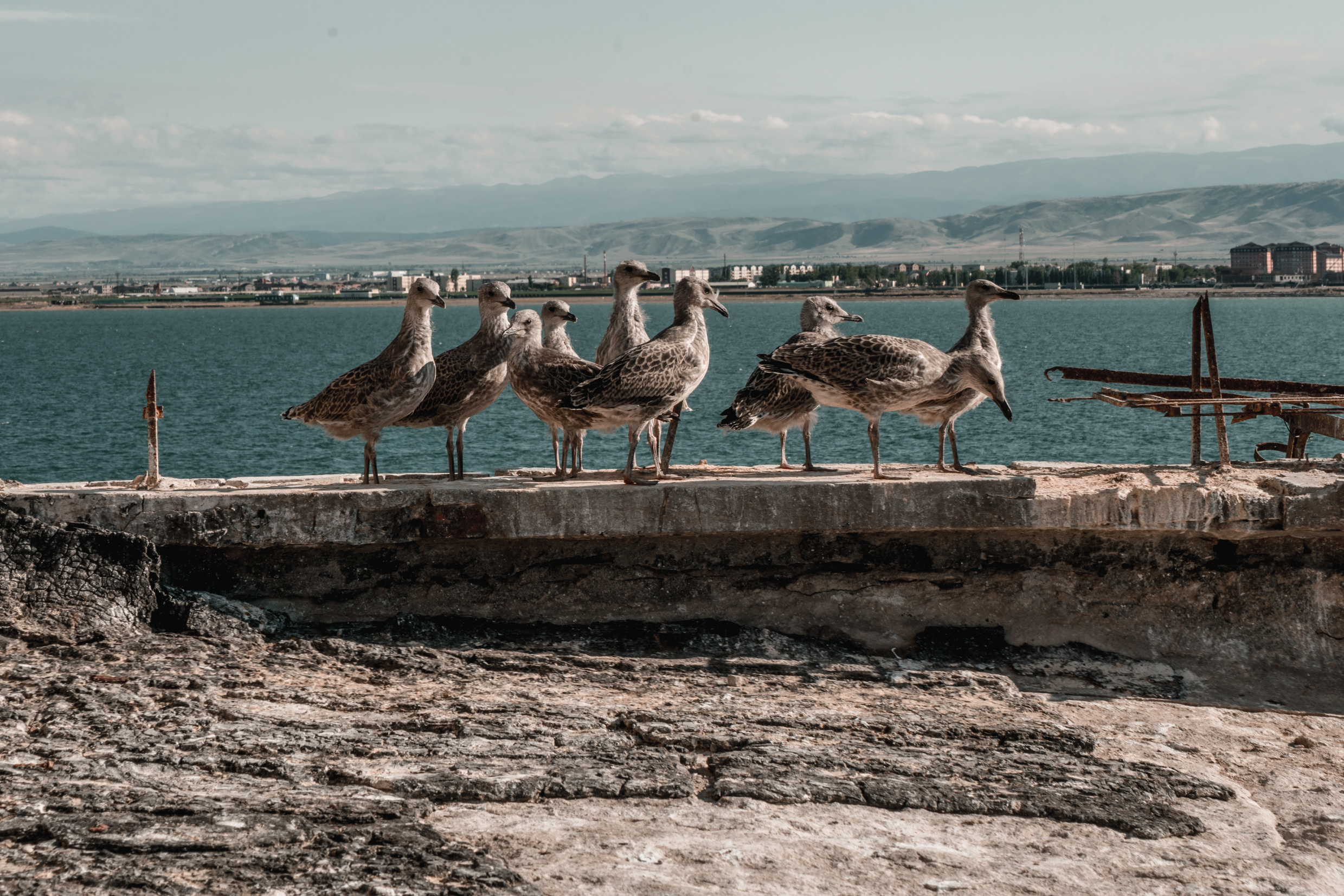 Кавказ: Ростов-на-Дону, Пятигорск, Владикавказ, Махачкала. Фотограф в Хабаровске. Фотография за 24 часа