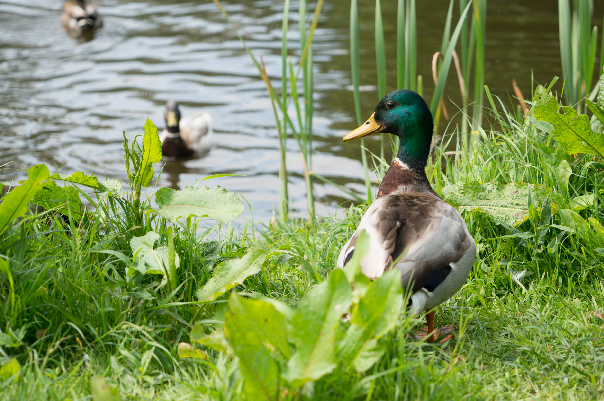 Центральная Европа: Италия, Швейцария, Германия, Бельгия, Нидерланды. Франция. Фотограф в Хабаровске. Фотография за 24 часа