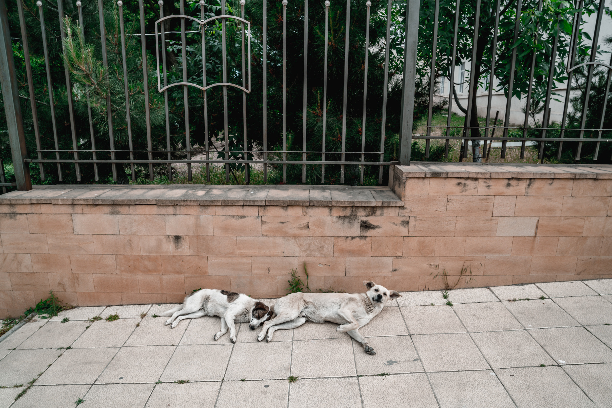 Кавказ: Ростов-на-Дону, Пятигорск, Владикавказ, Махачкала. Фотограф в Хабаровске. Фотография за 24 часа