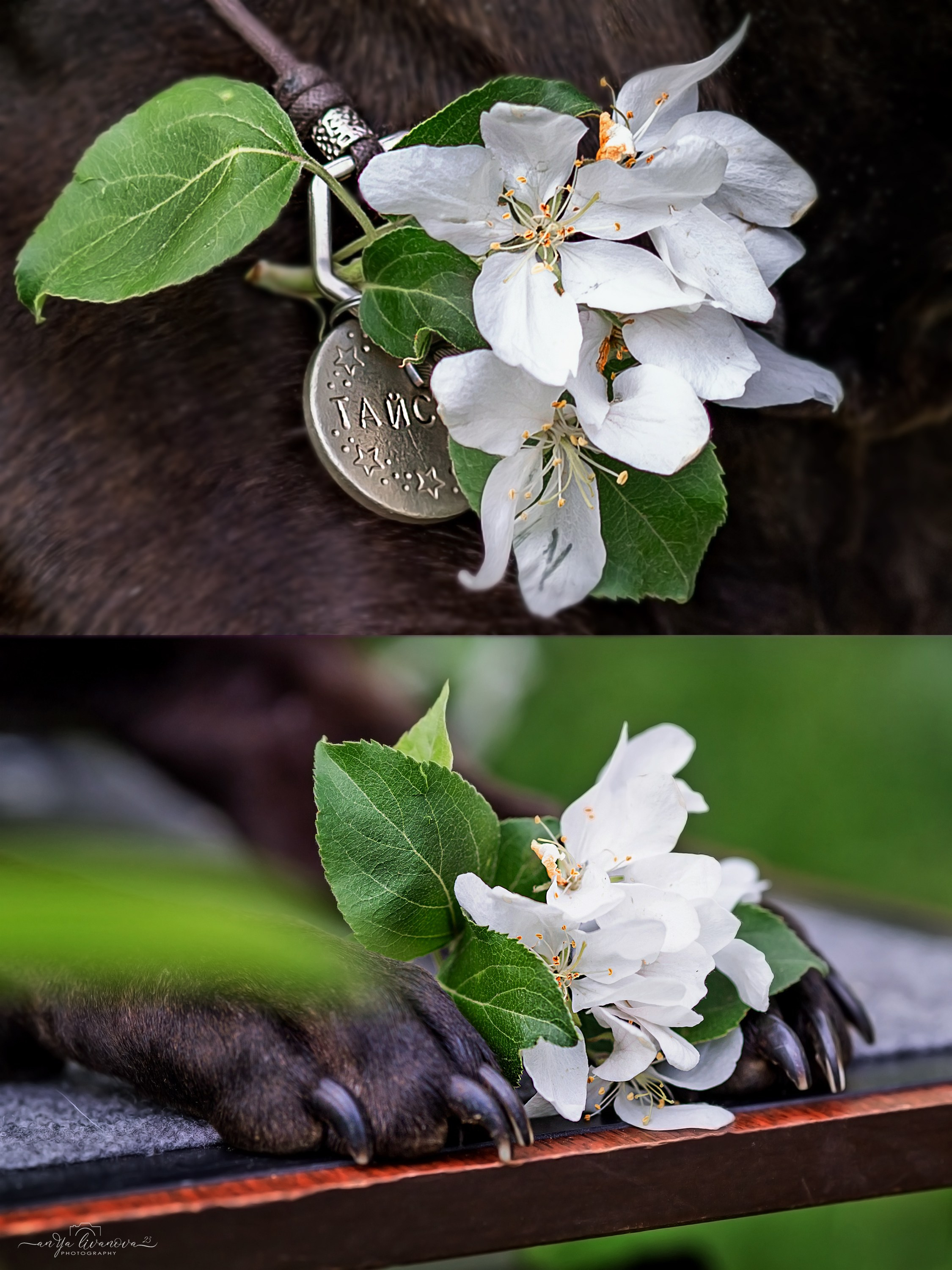Яблони. Фотограф анималист Аня Ливанова | Рыбинск