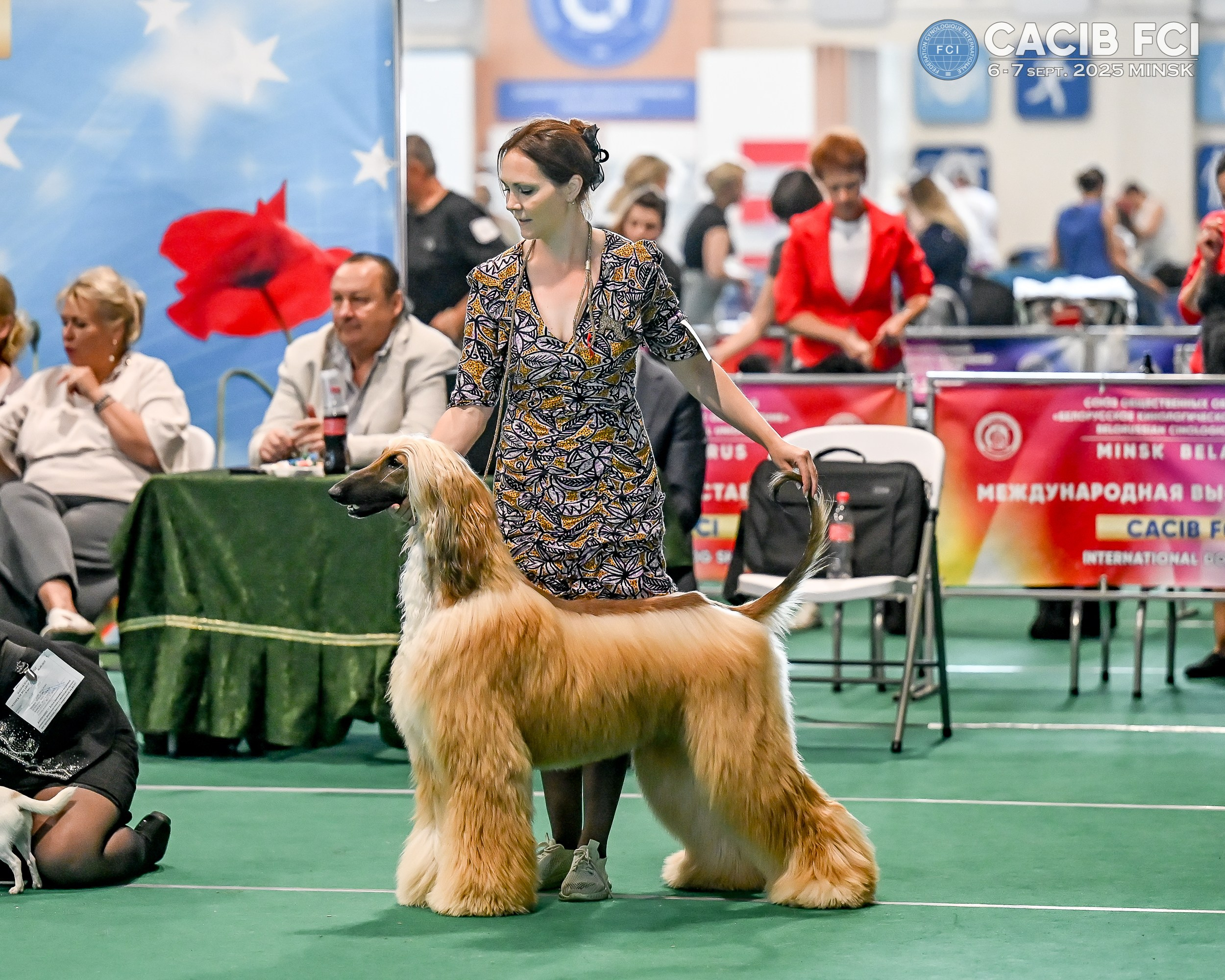 06-07.09.25 Международная выставка собак, Минск, CACIB, FCI. Галерея фотографий афганской борзой