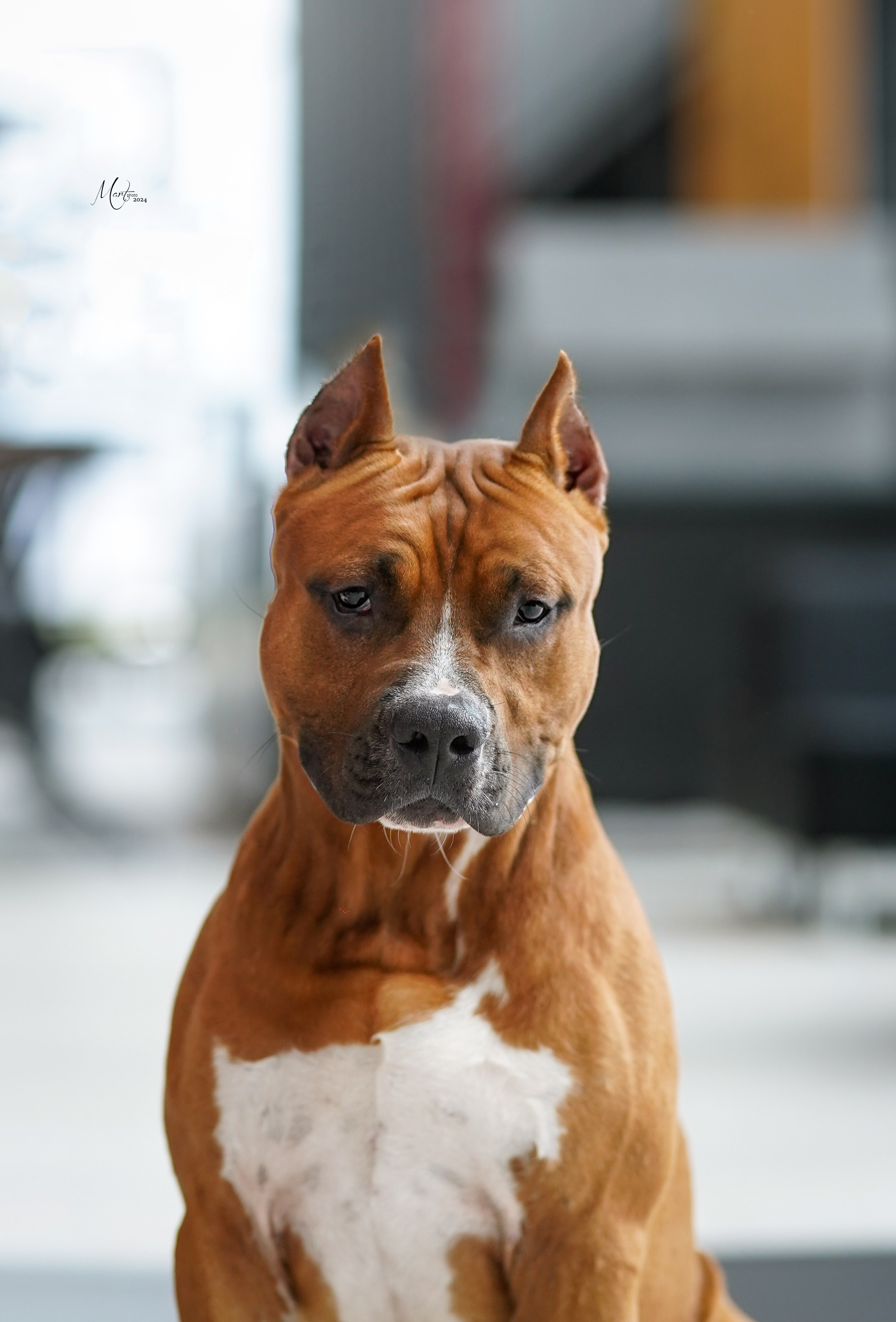 Выставки 2024. Фотограф-анималист в Санкт-Петербурге Яна Мартынова