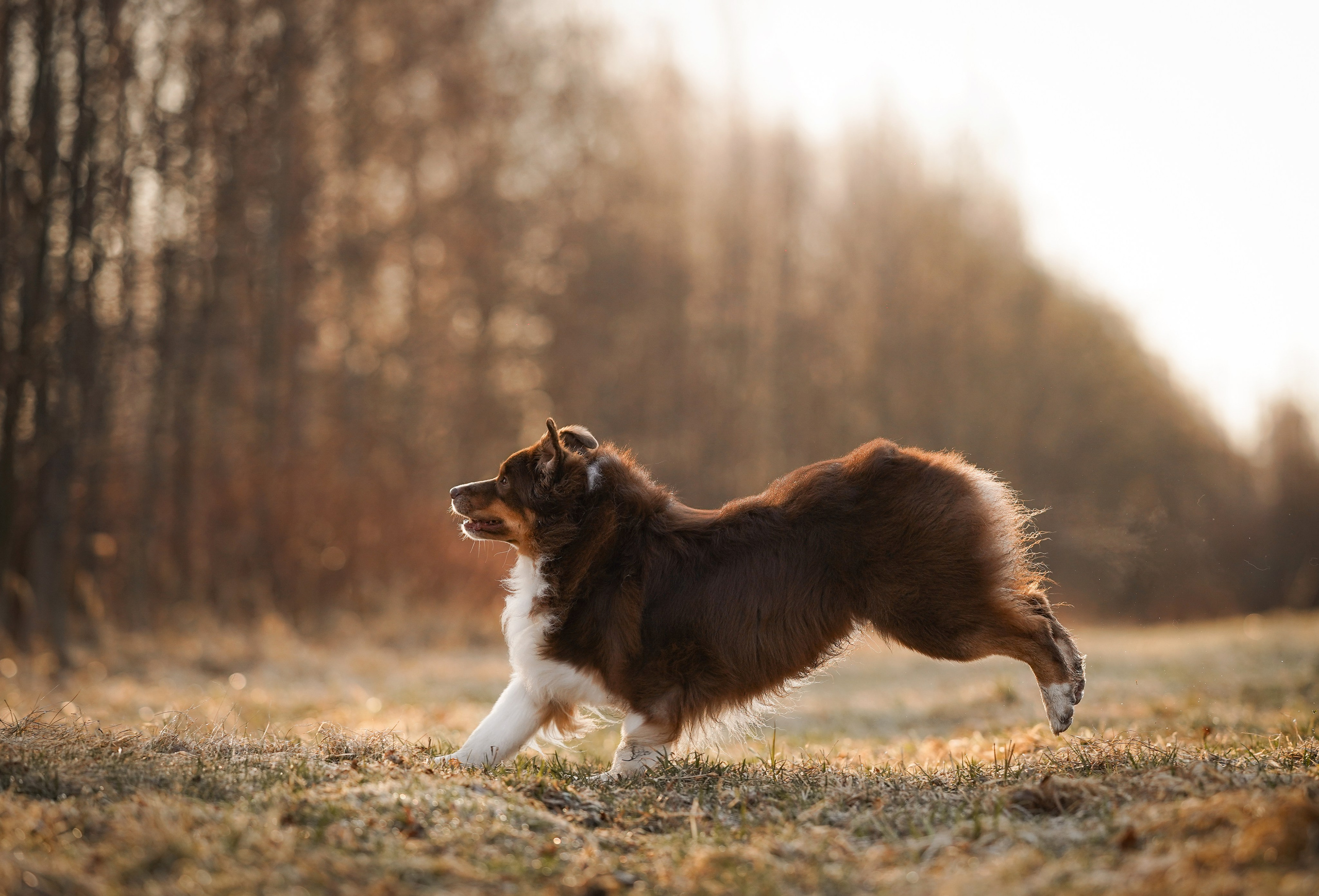 Кристина Рокки и Валькирия. Фотограф-анималист в Санкт-Петербурге Яна Мартынова