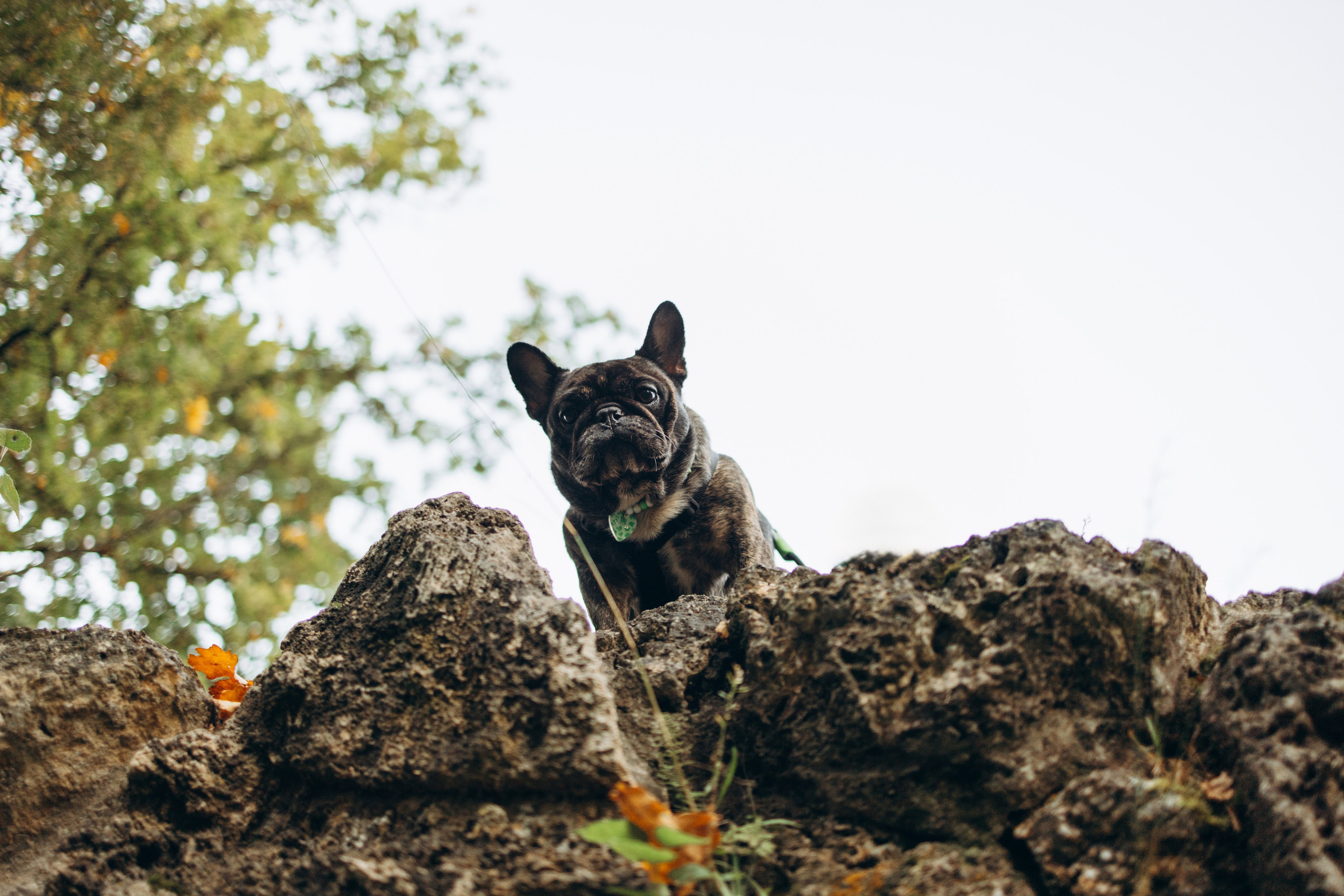 Олеся и Луи. Фотограф — Анималист | Санкт-Петербург