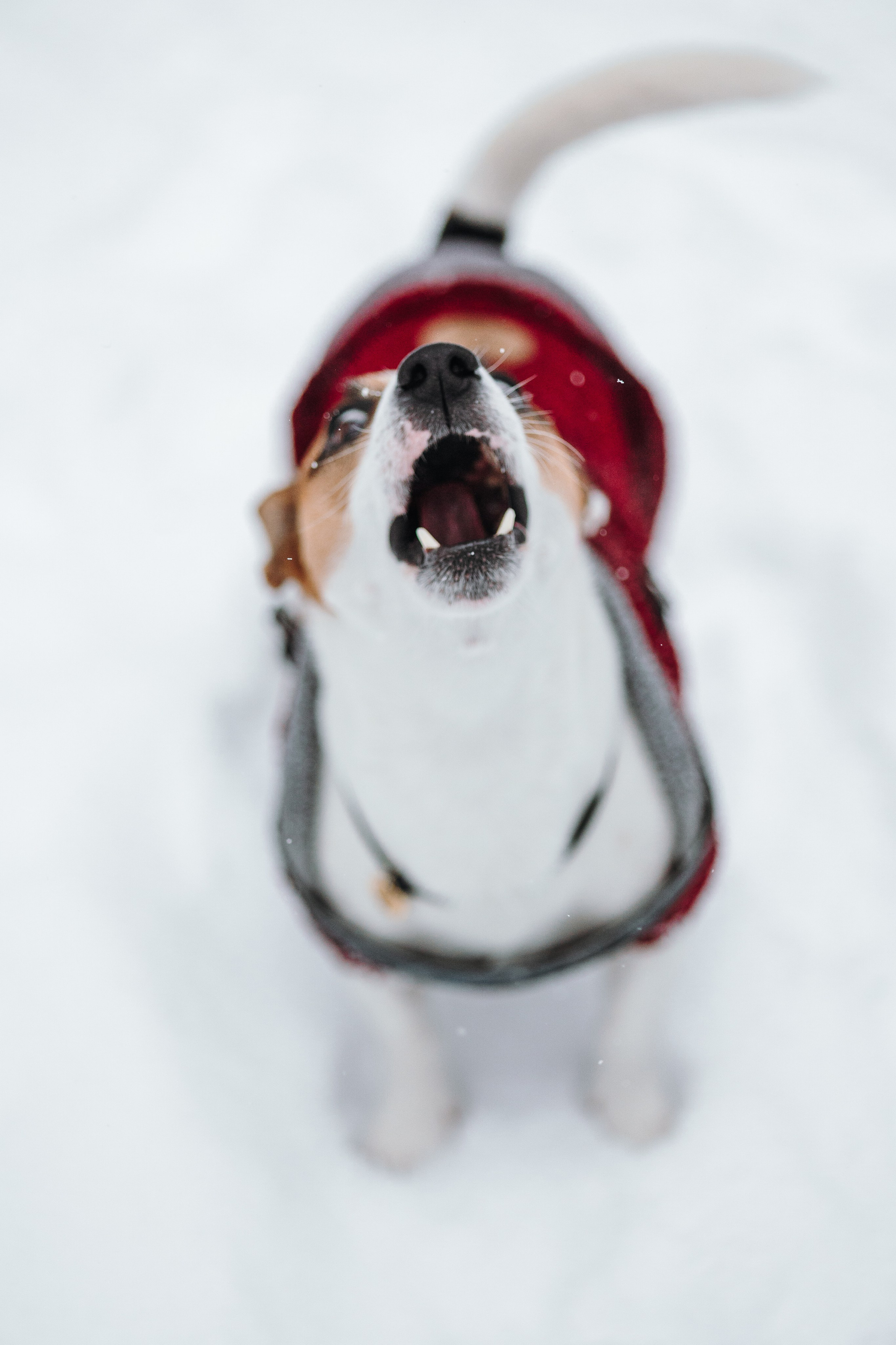Наталья и Микки. Фотограф — Анималист | Санкт-Петербург
