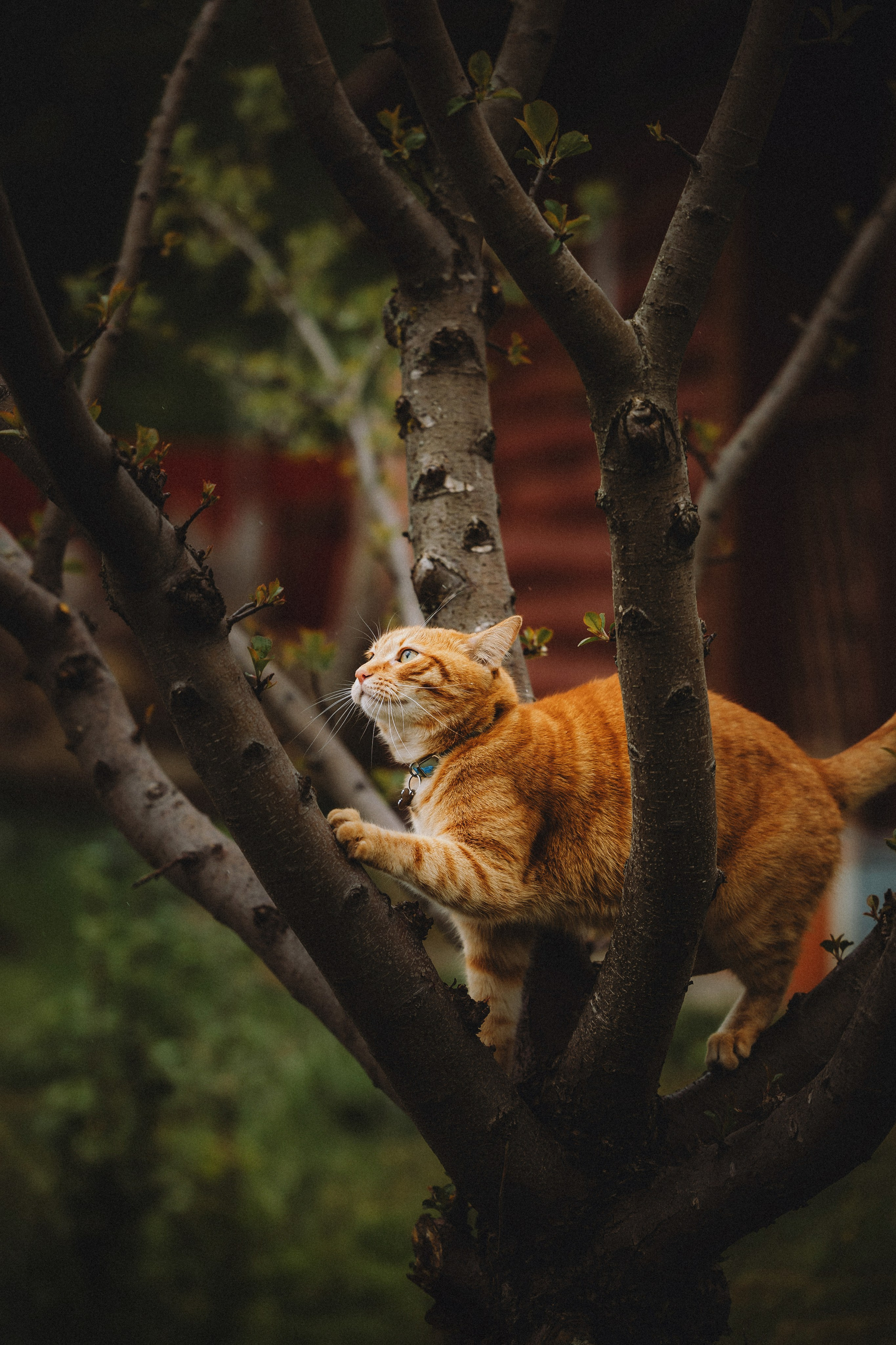 Леброн, Муся и Ира