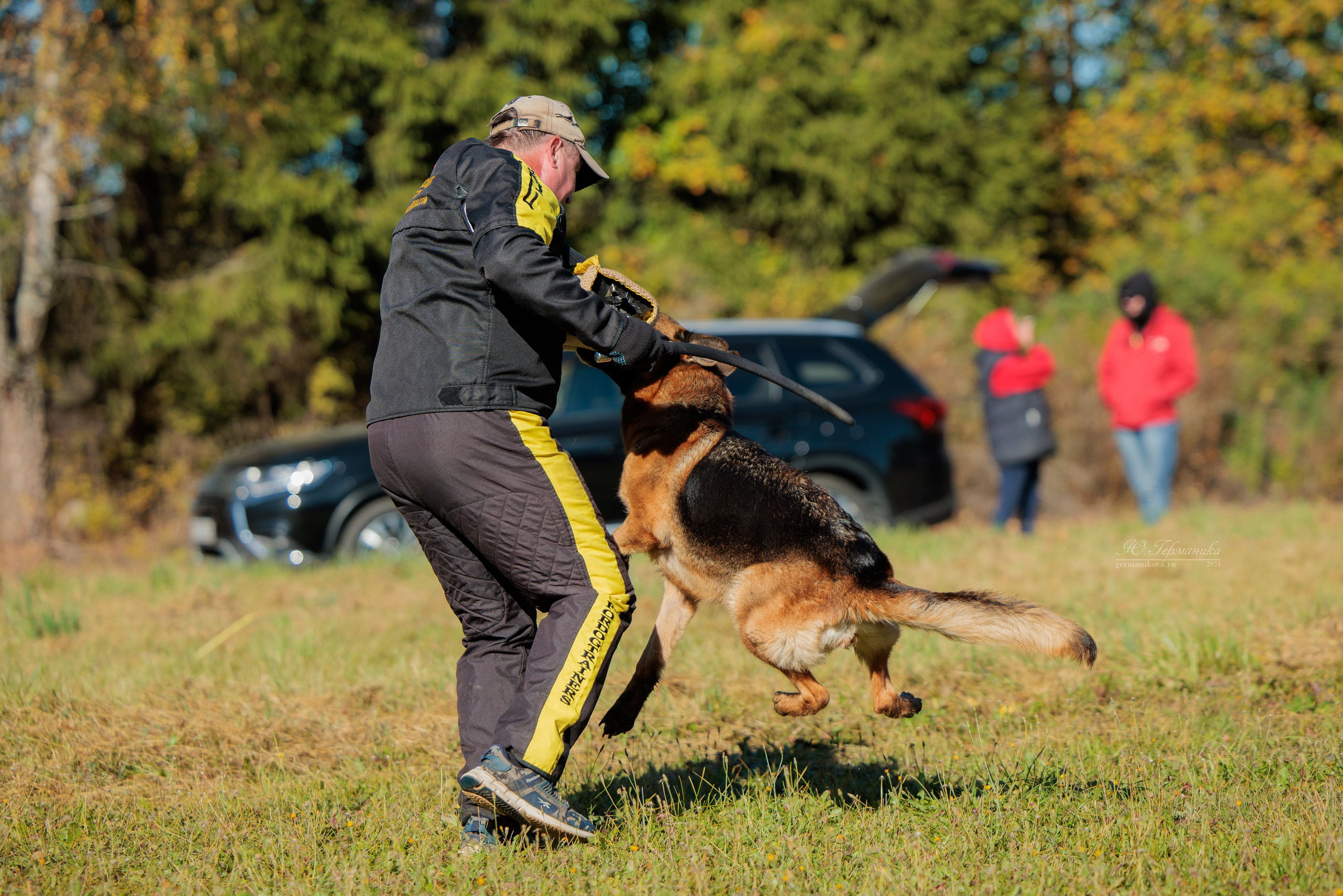 Тверь немецкие овчарки 22.09.2024. Фотограф-анималист Юлия Германика
