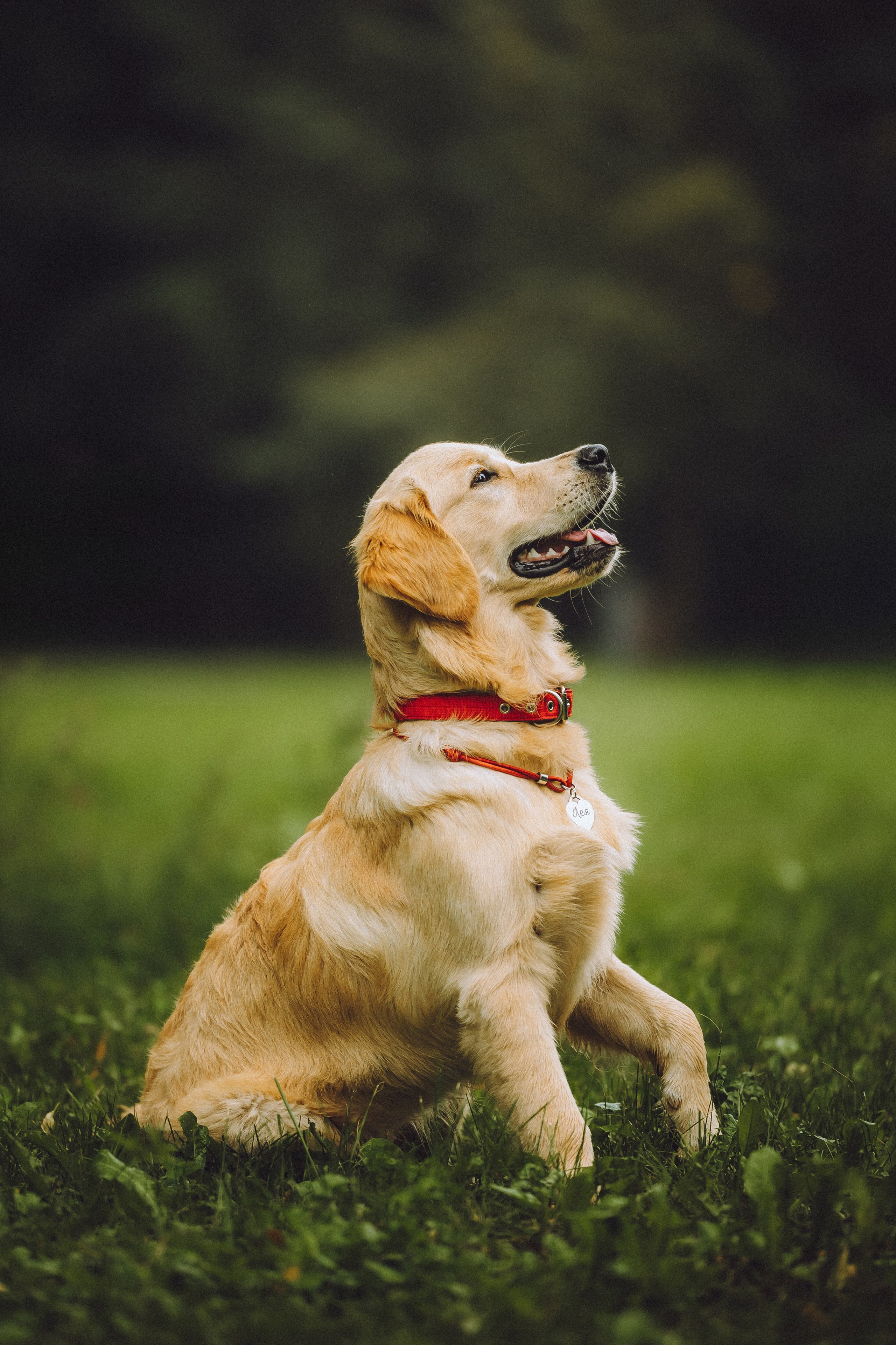 Алена и Лея