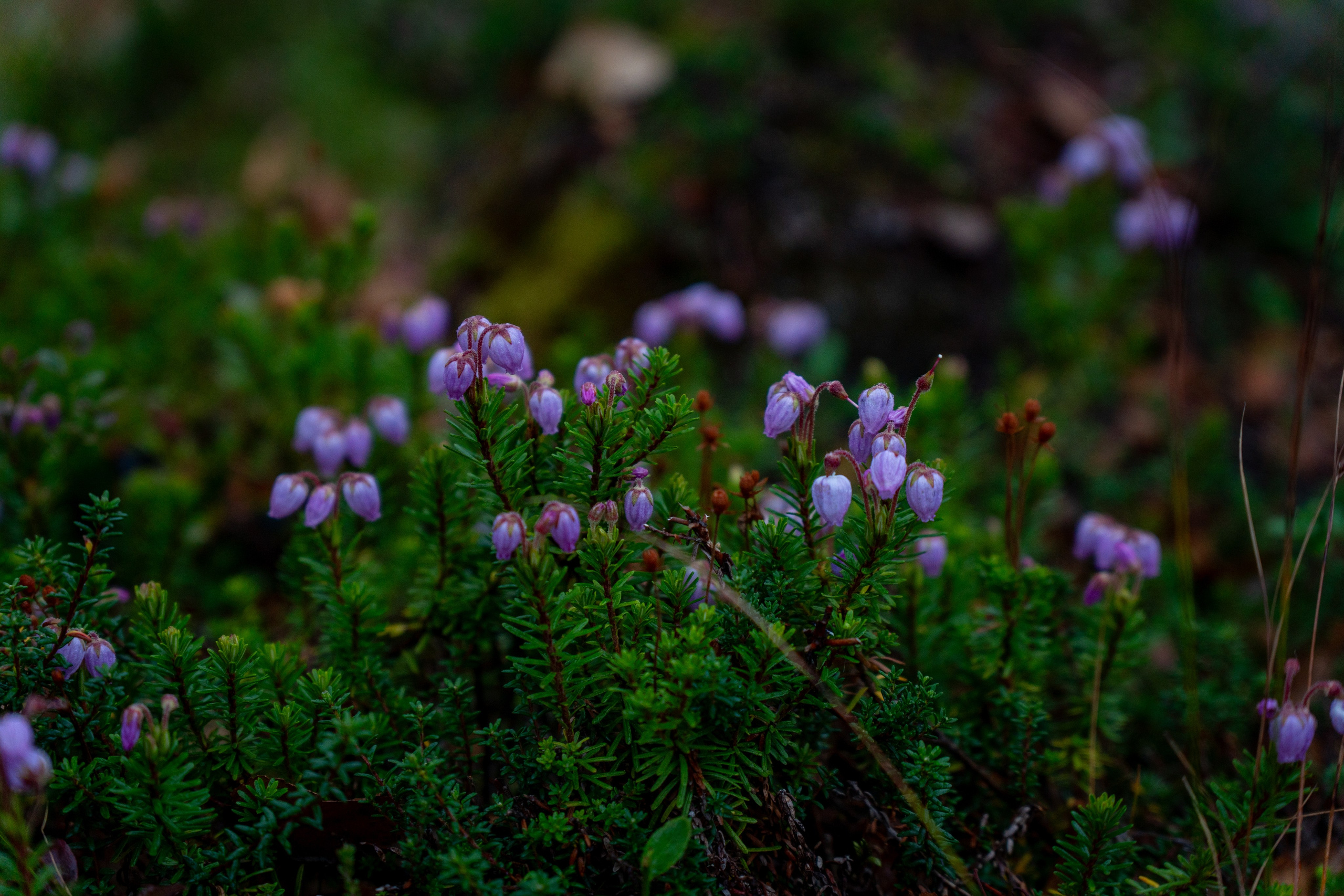 Крупный план + Арт. Daria wanderer photography
