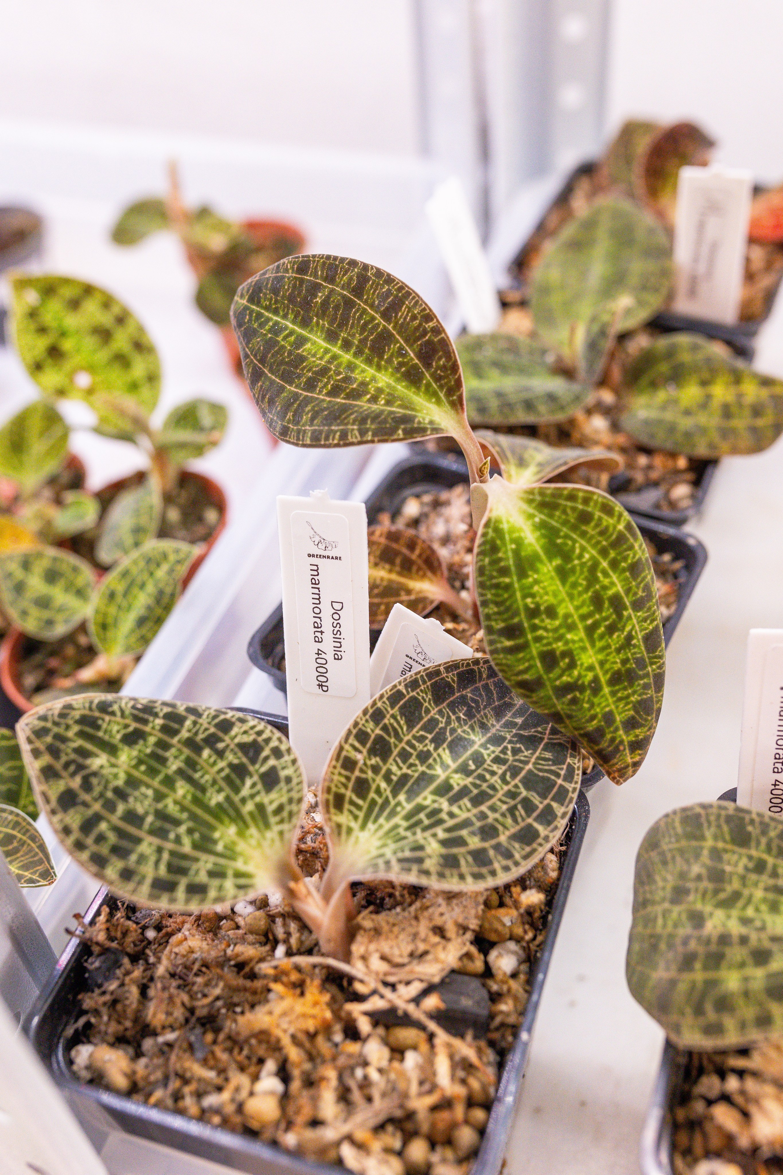 Ярмарка Green Rare 20.09.25. Александра Куликова фотограф, Москва