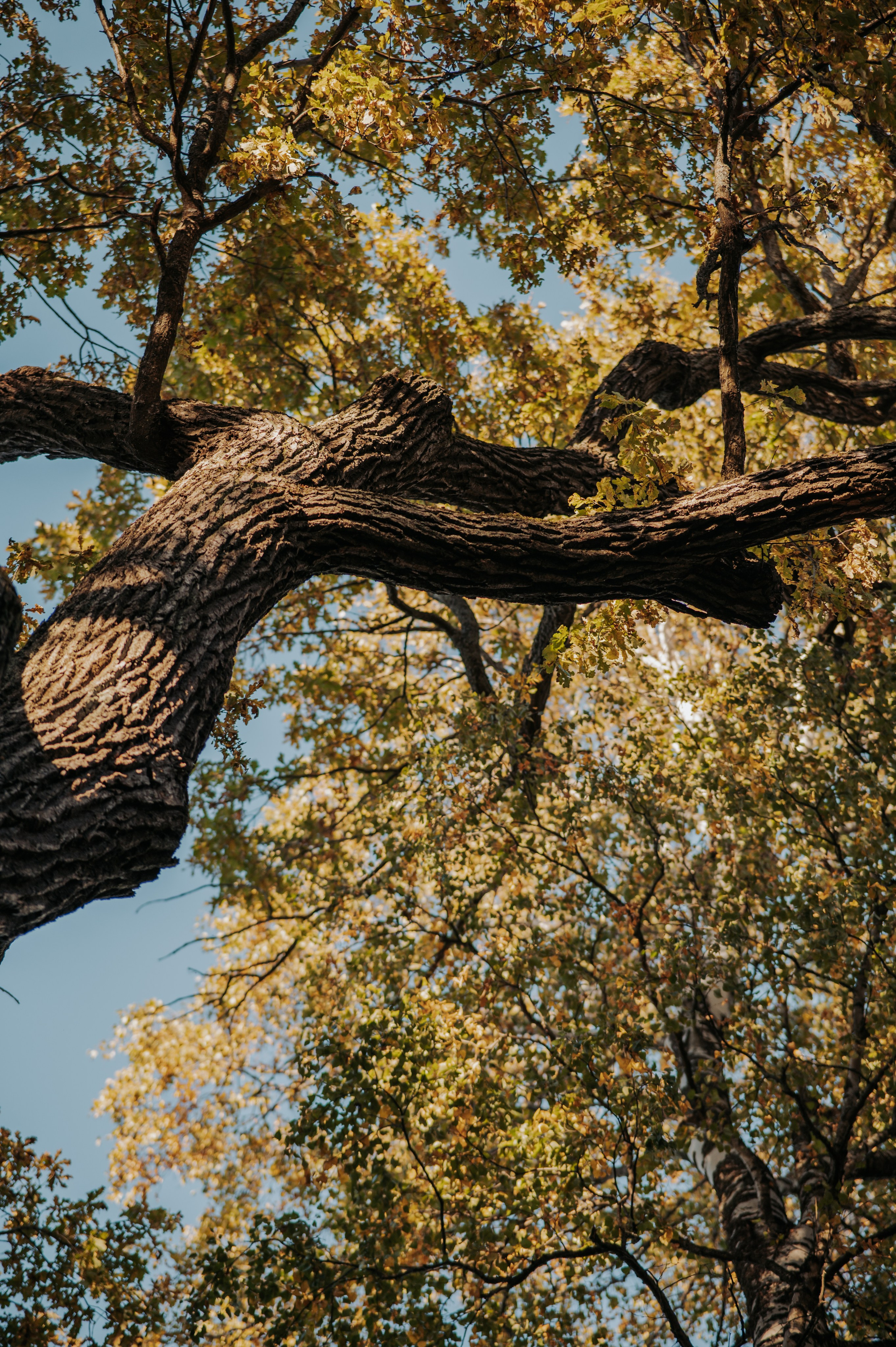 Осень. Фотограф в Санкт-Петербурге Ирина Вольмонт