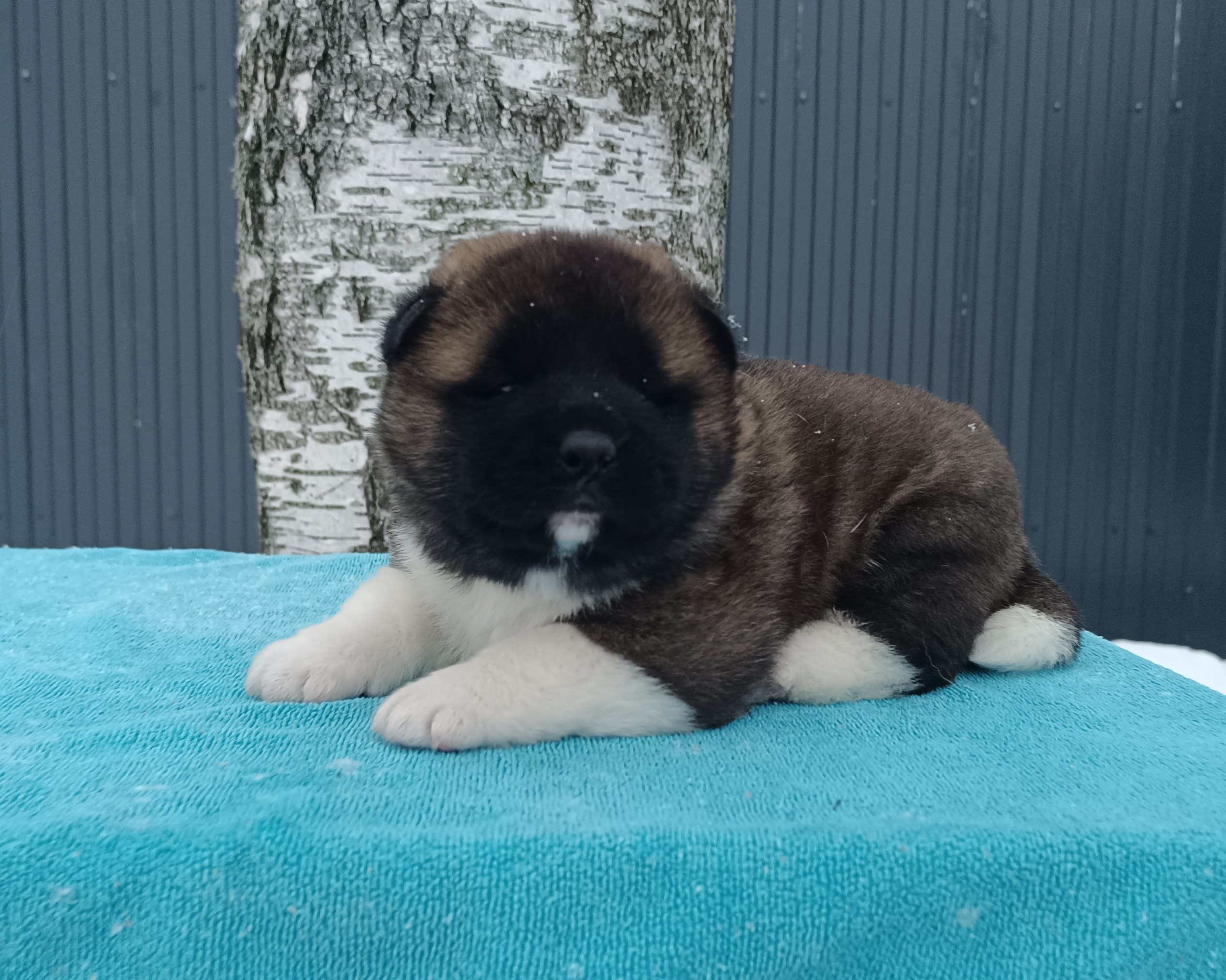 Американская акита  щенки питомник Санкт-Петербург клубные щенки Американская акита питомник RUBYLIGHT Рубилайт купить щенка американской акиты