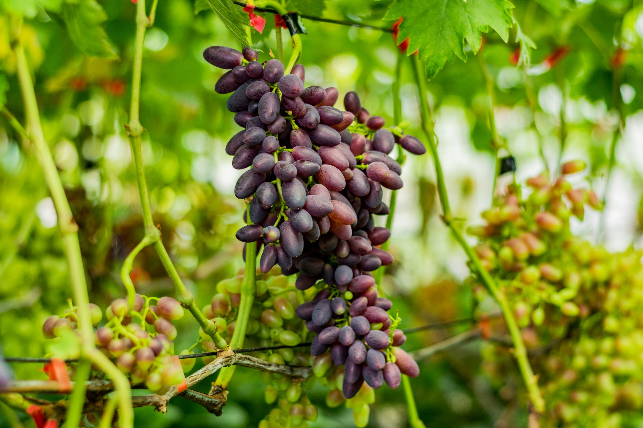 Антон Курдюмов фотограф в Хабаровске Рина Курдюмова фото27 foto27 Антон Дорофеев репортажный репортаж документалист Тони и Рина фотосоздатели Виноградники Хехцир 2024 Хабаровск виноград дикий фермер фермерство дачный сезон