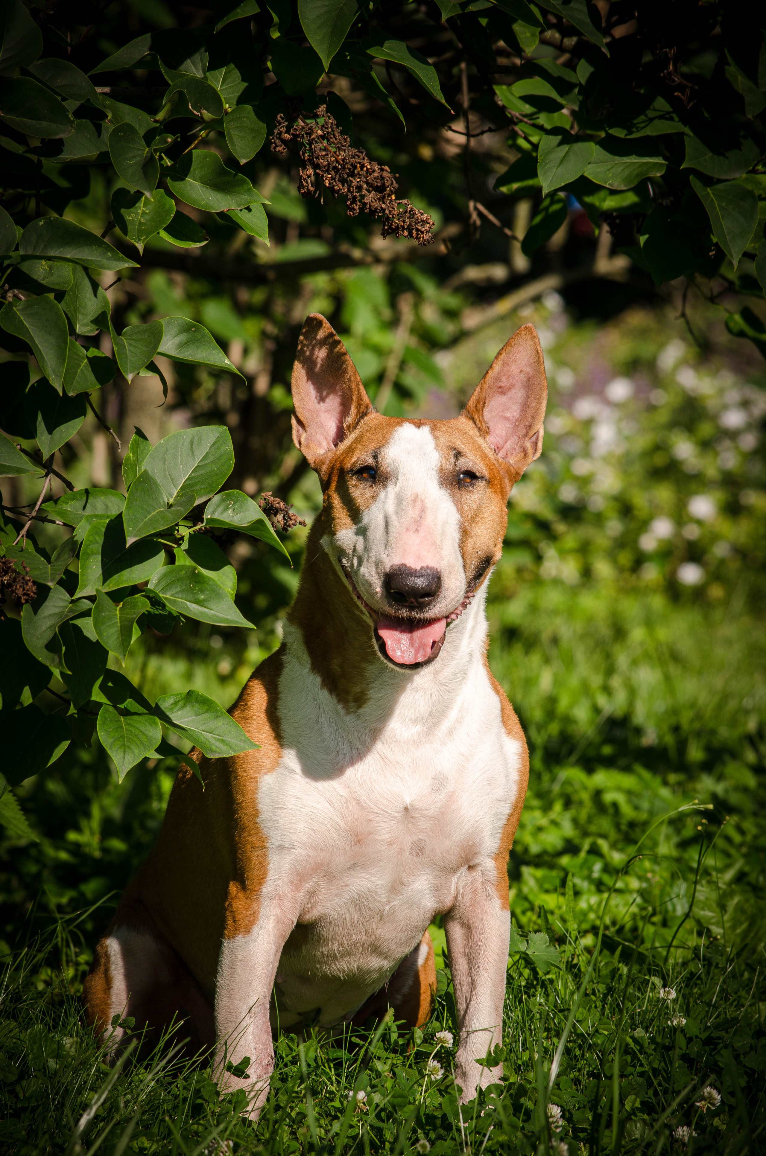 Пуля. Фотограф Светлана Блинова, Москва и Московская область