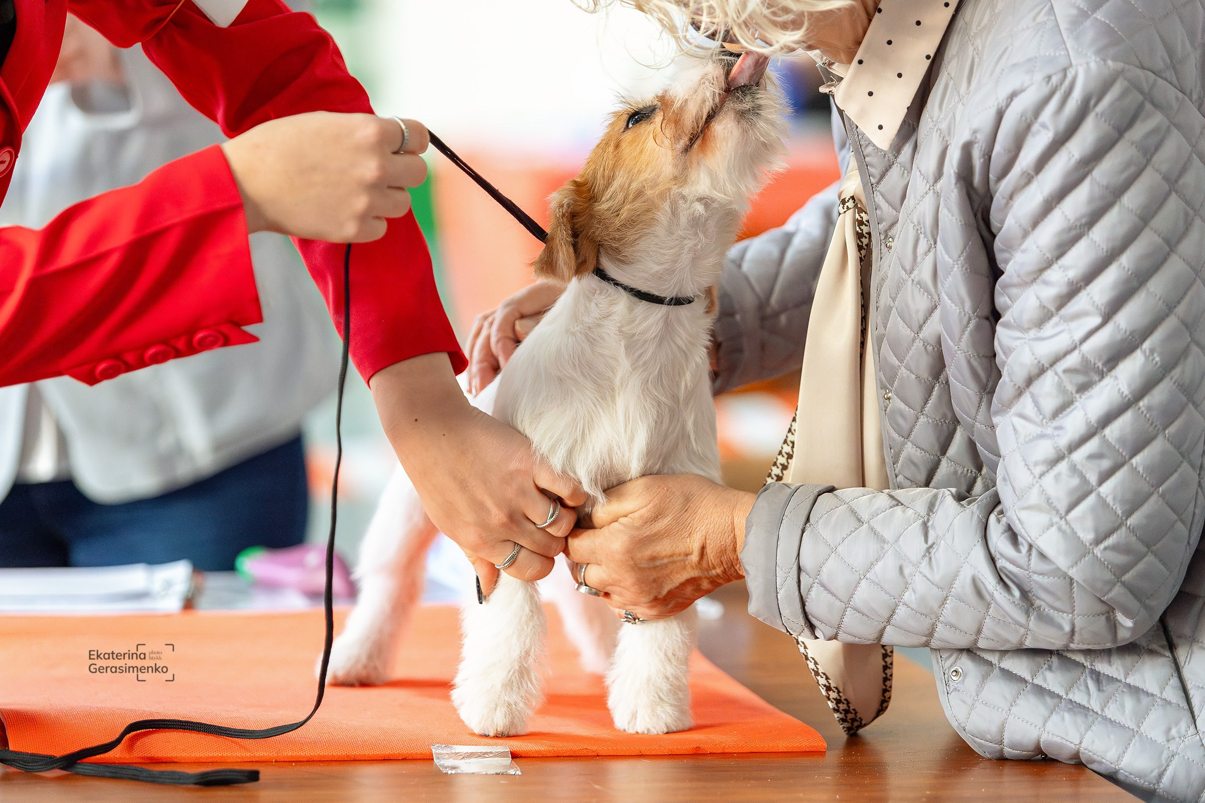 23 ноября 2024, Выставка РКФ, г. Пермь. Htykk_photo