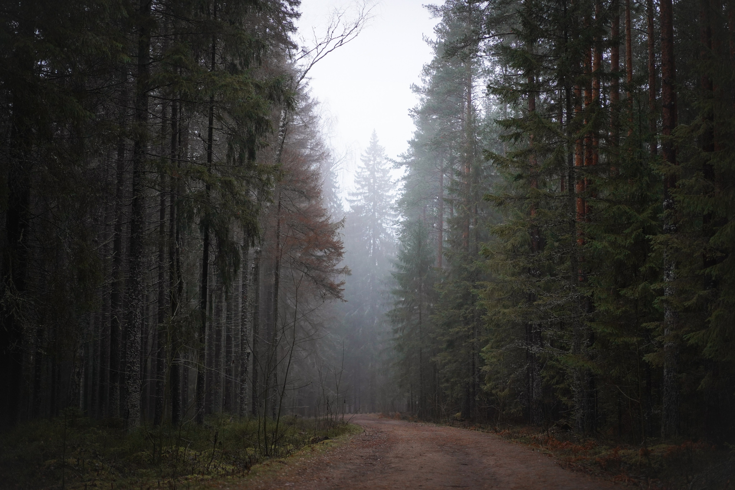 Панда Ноябрь. Фотограф-анималист в Санкт-Петербурге Яна Мартынова