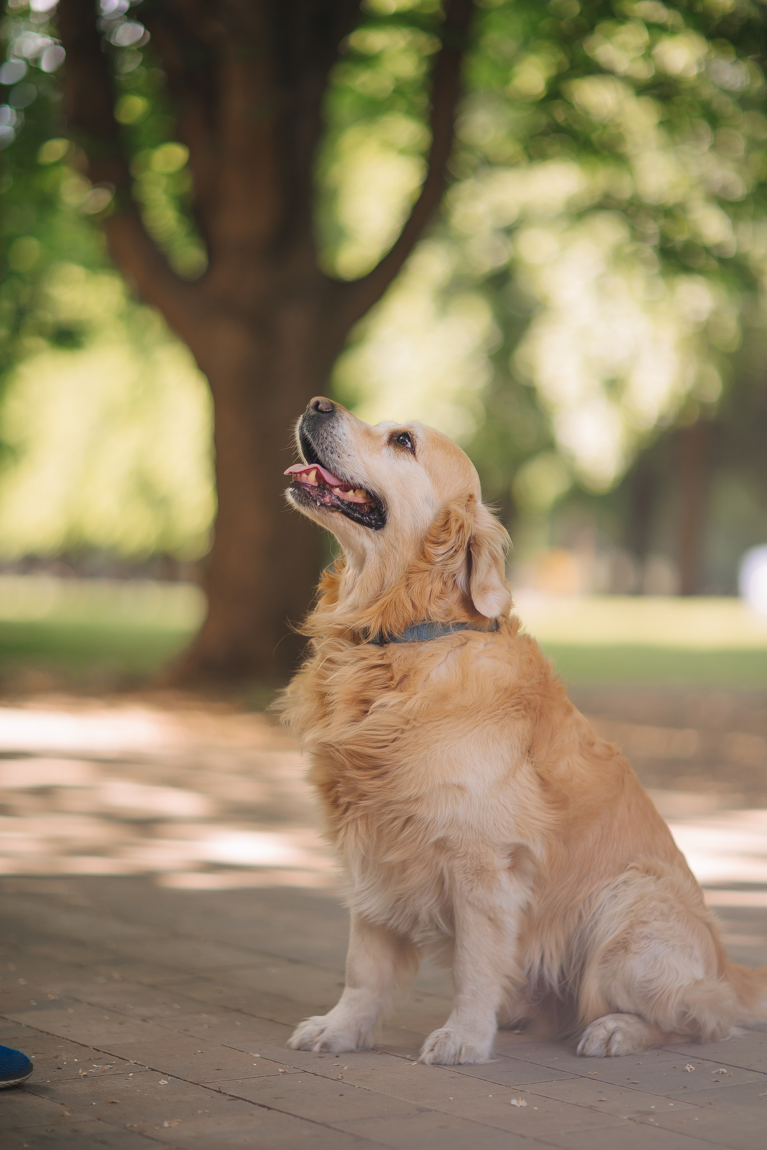 Золотистый ретривер Кант, Калининград. Свадебный и женский фотограф